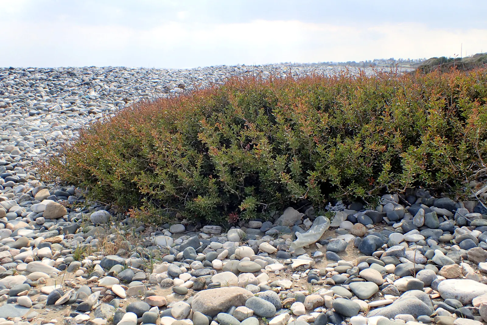 Mastic Tree (Pistacia Lentiscus) — arranged alternately along the stems