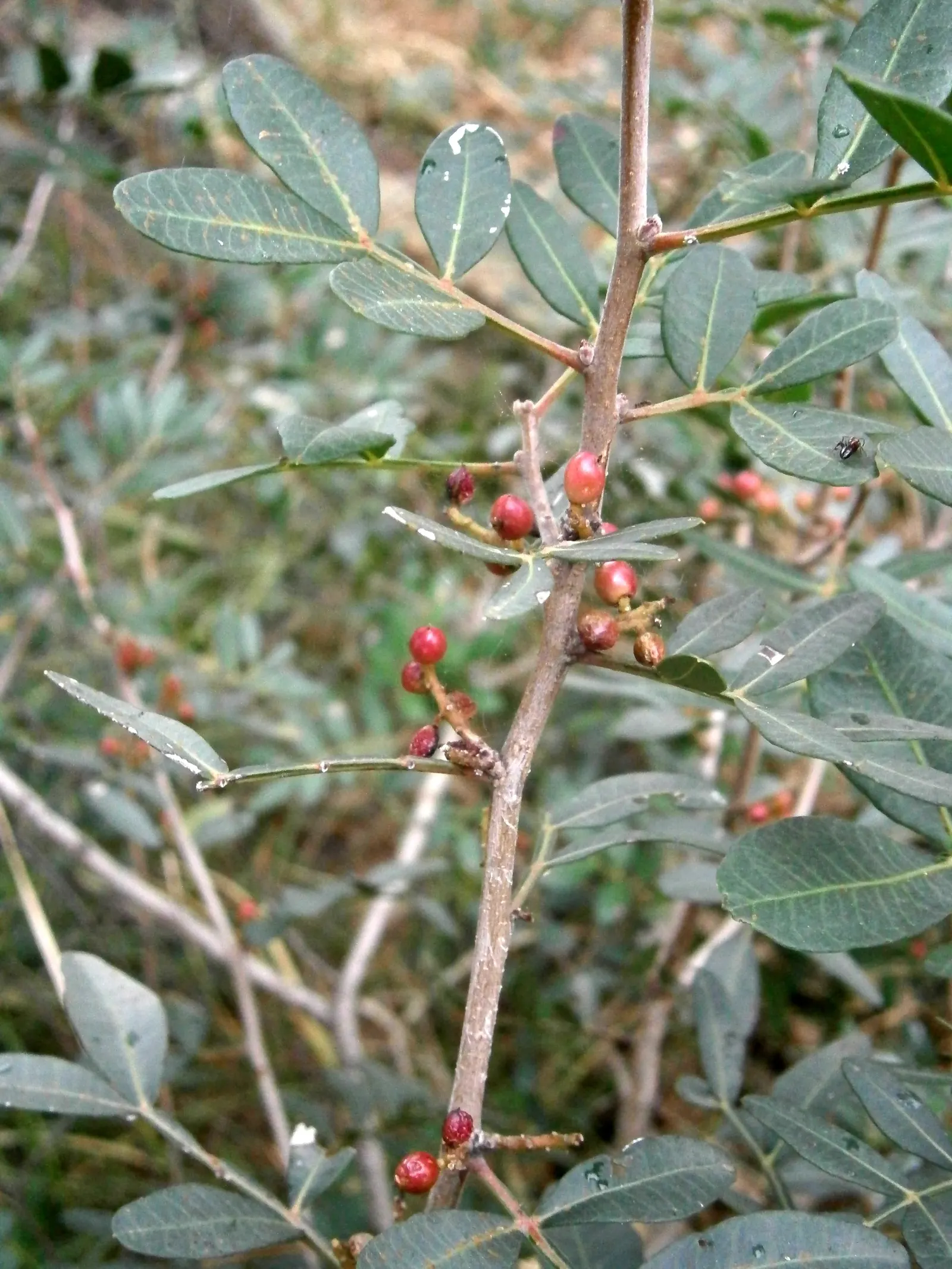 Mastic Tree (Pistacia Lentiscus) — Pistacia lentiscus, or Mastic Tree, is an evergreen native to the Mediterranean