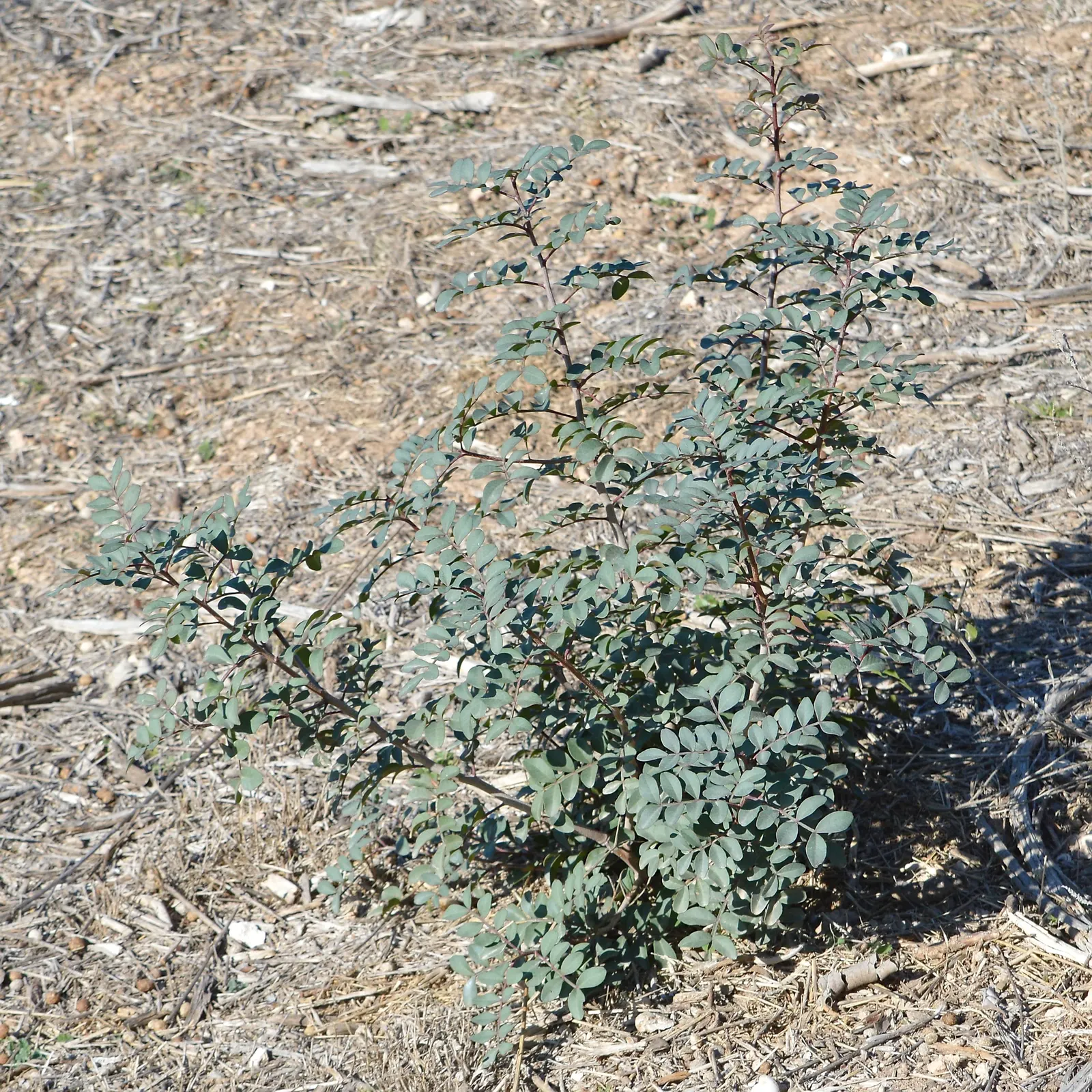 Mastic Tree (Pistacia Lentiscus) — making it a low-maintenance choice for both traditional and water-wise landscapes; the Mastic Tree typically achieves a