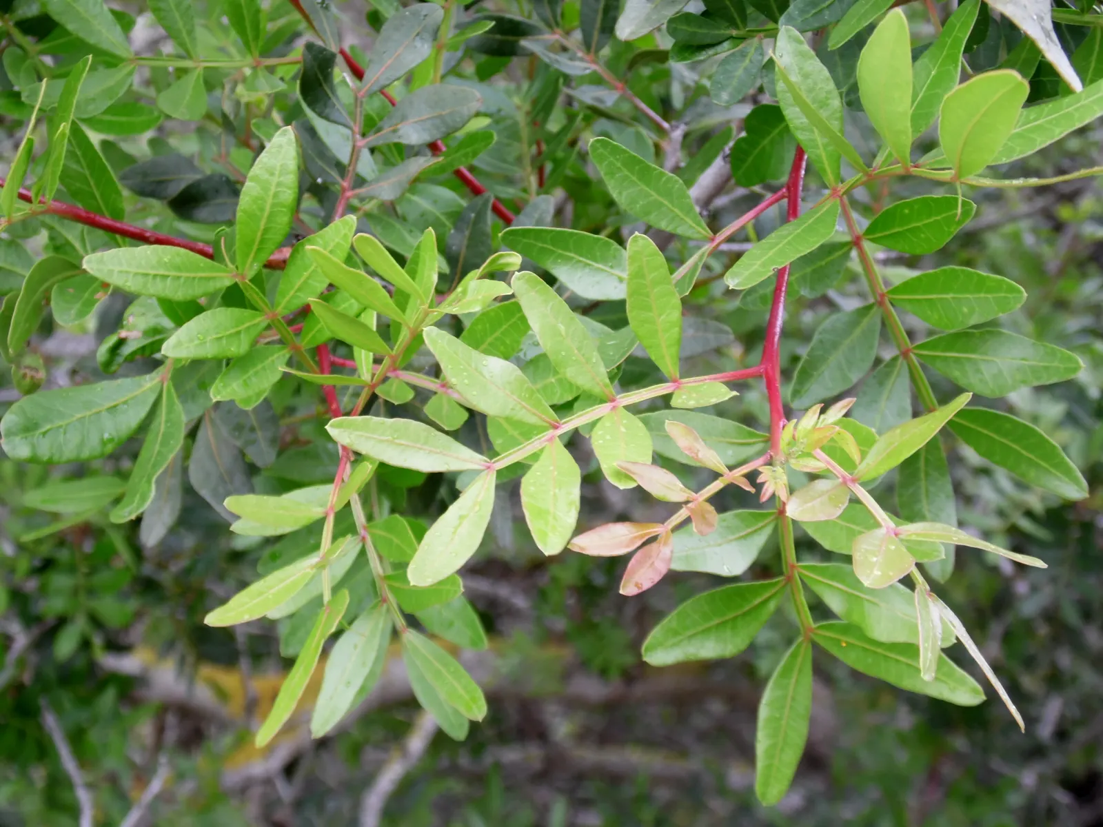 Mastic Tree (Pistacia Lentiscus) — making it an ideal choice for creating lush screens or hedges that provide privacy and greenery year-round