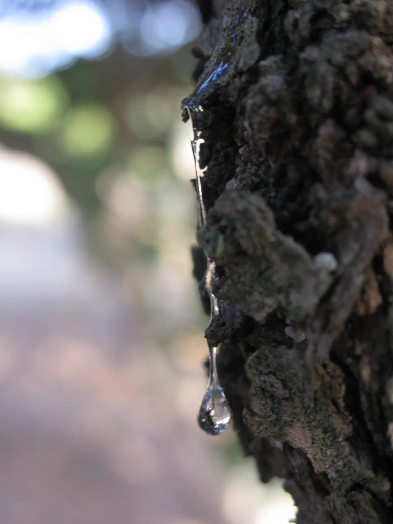 Mastic Tree (Pistacia Lentiscus) — exhibiting a rounded to multi-stemmed form.<br><br>This resilient plant is characterized by its leathery