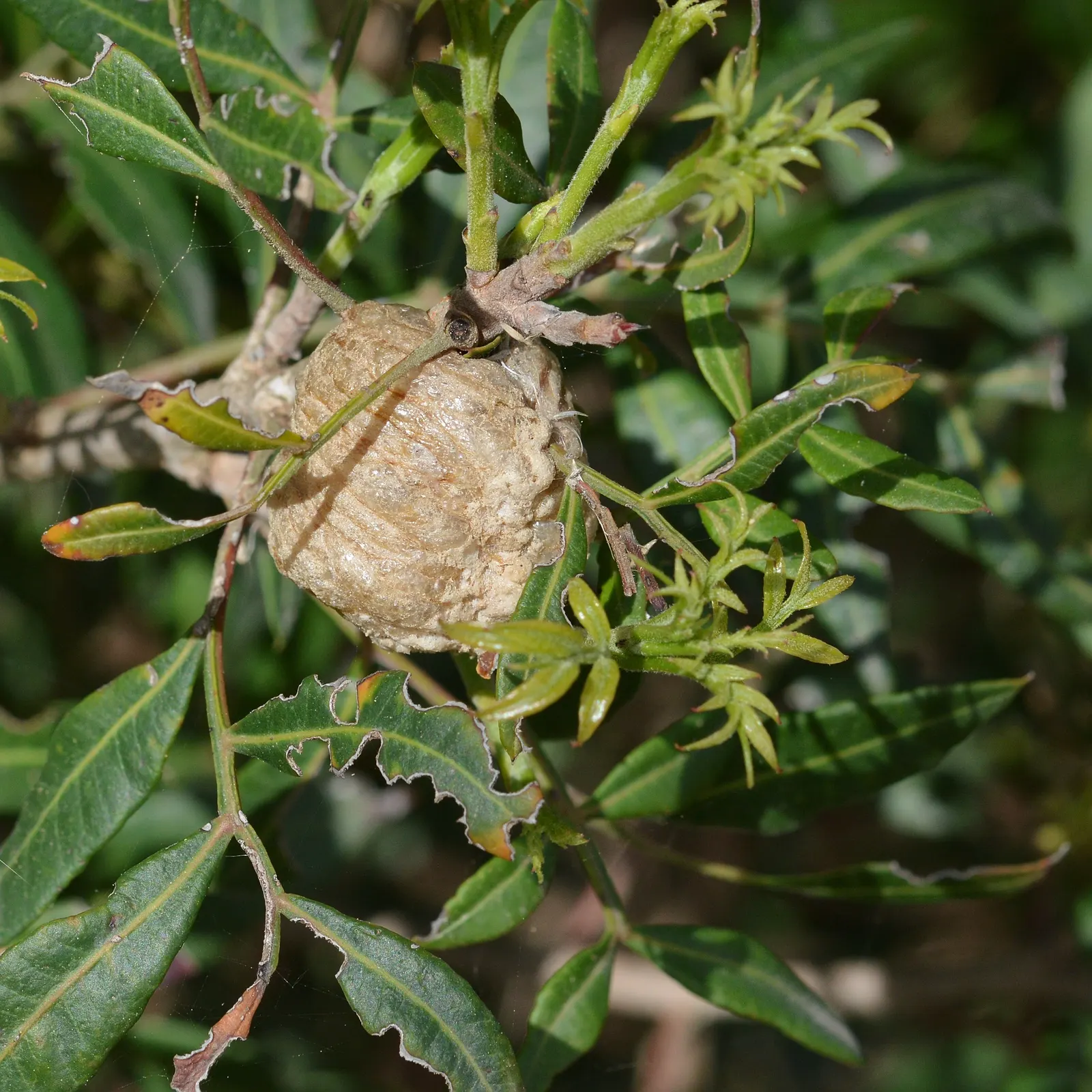 Mastic Tree (Pistacia Lentiscus) — making it a low-maintenance choice for both traditional and water-wise landscapes