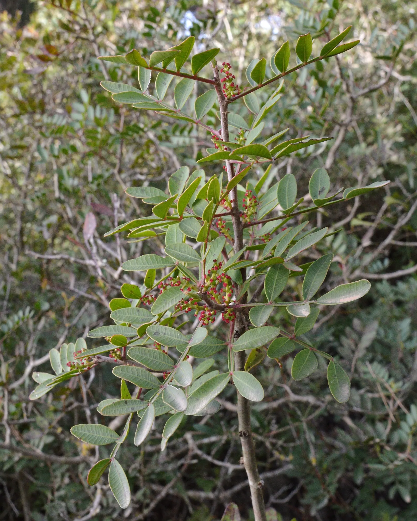 Mastic Tree (Pistacia Lentiscus) — dark green leaves which measure about 1 to 4 inches in length