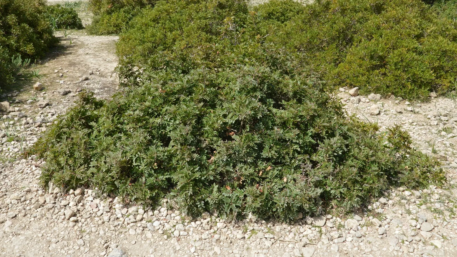 Mastic Tree (Pistacia Lentiscus) — the Mastic Tree is a superb addition to any Mediterranean-inspired landscape; it's drought-tolerant, preferring well-drained