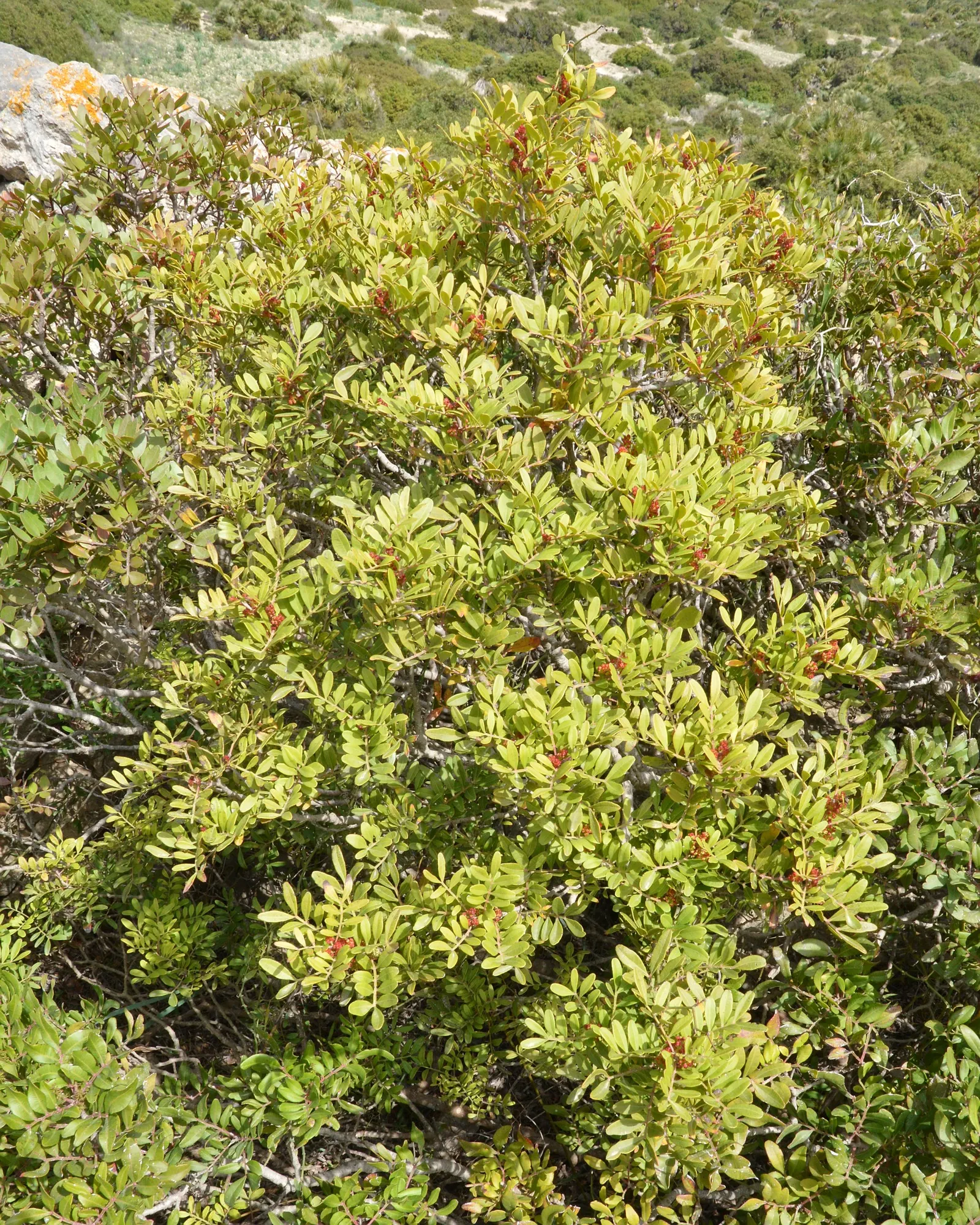 Mastic Tree (Pistacia Lentiscus) — This resilient shrub boasts dense, aromatic foliage, and small red-to-black berries