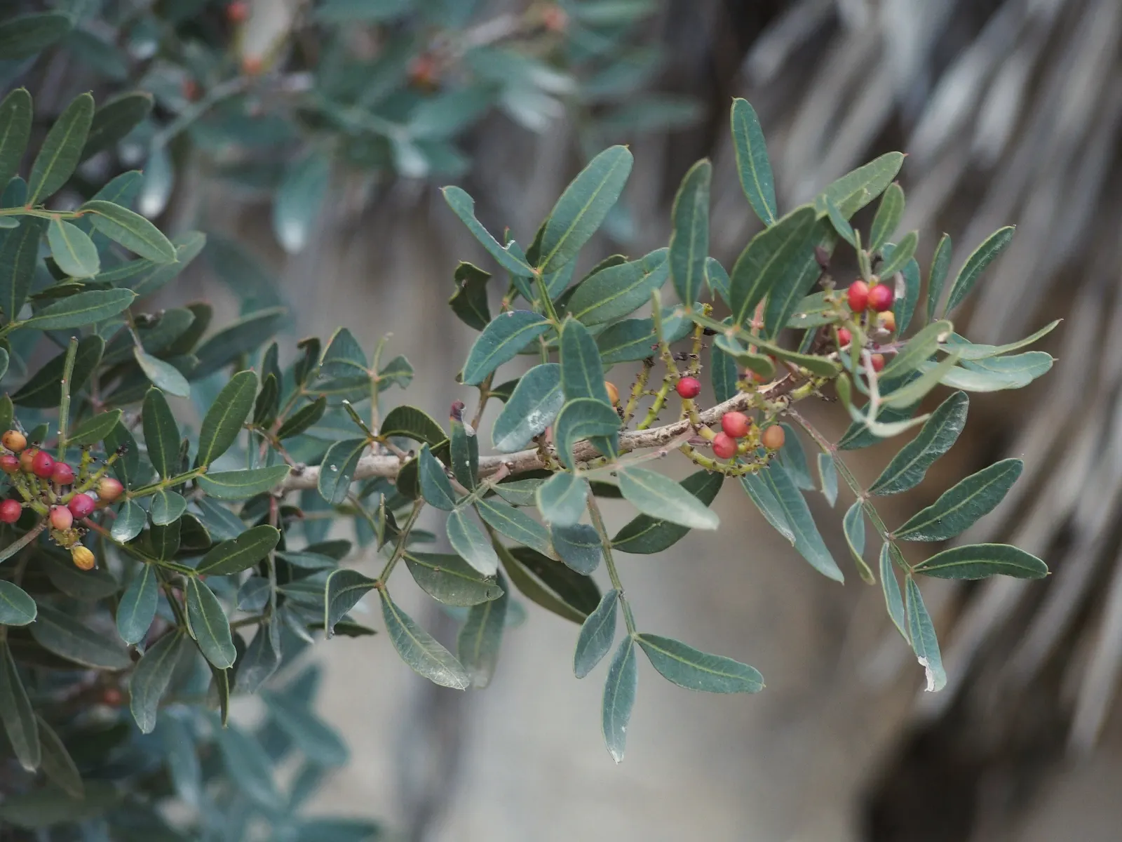 Mastic Tree (Pistacia Lentiscus) — Pistacia lentiscus, or Mastic Tree, is an evergreen native to the Mediterranean; it's drought-tolerant, image 57