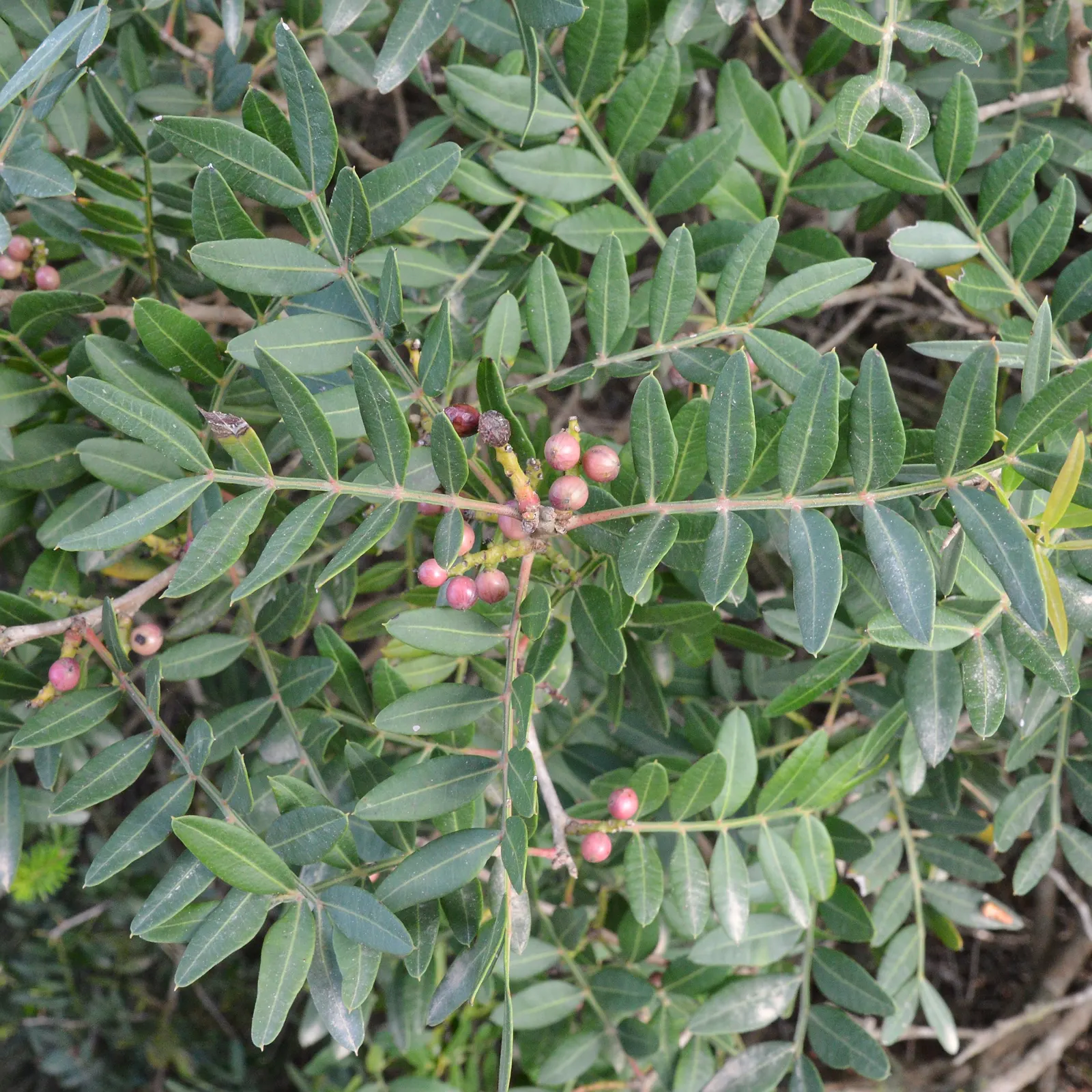 Mastic Tree (Pistacia Lentiscus) — which harden to a deep brown upon maturing.<br><br>Adaptable to a wide range of well-drained soils