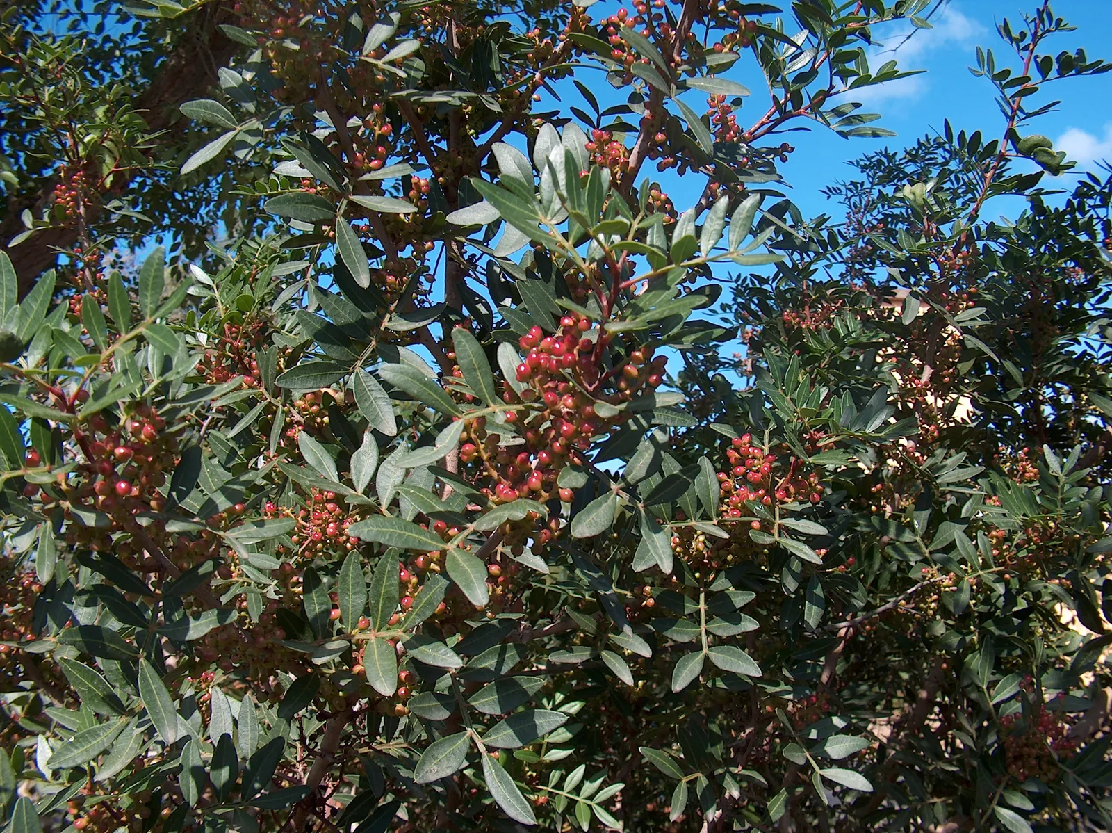 Mastic Tree (Pistacia Lentiscus) — In late spring to early summer, the Mastic Tree produces small, inconspicuous dioecious flowers; the Mastic Tree is a superb