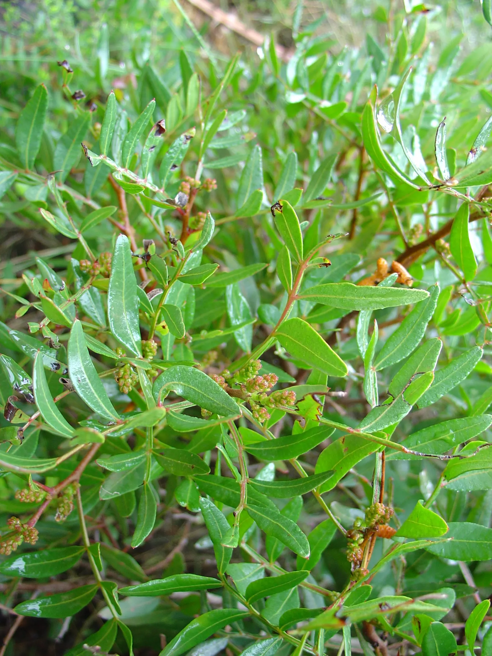 Mastic Tree (Pistacia Lentiscus) — offering a pleasing texture and color contrast against other garden elements