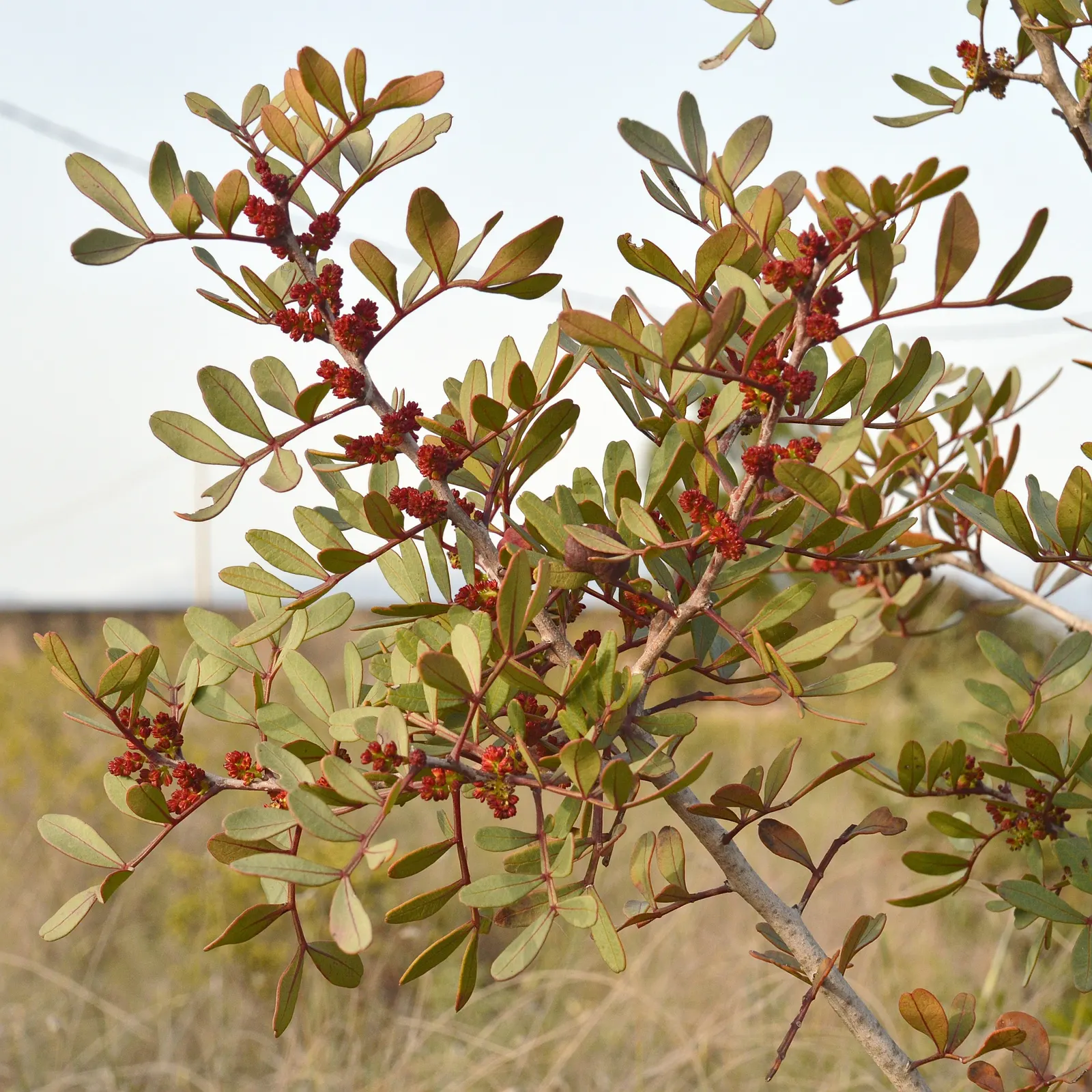 Mastic Tree (Pistacia Lentiscus) — the Mastic Tree is a superb addition to any Mediterranean-inspired landscape