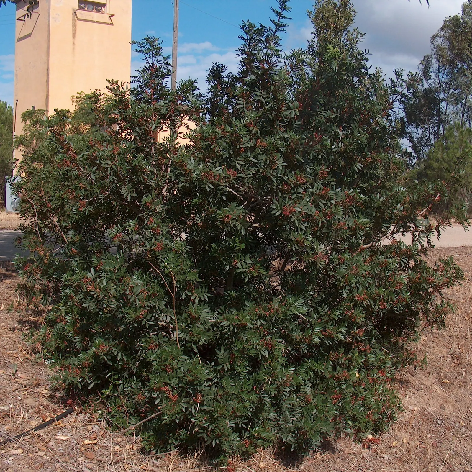 Mastic Tree (Pistacia Lentiscus) — Thriving in full sun, it grows to 10-20 ft with an equal spread
