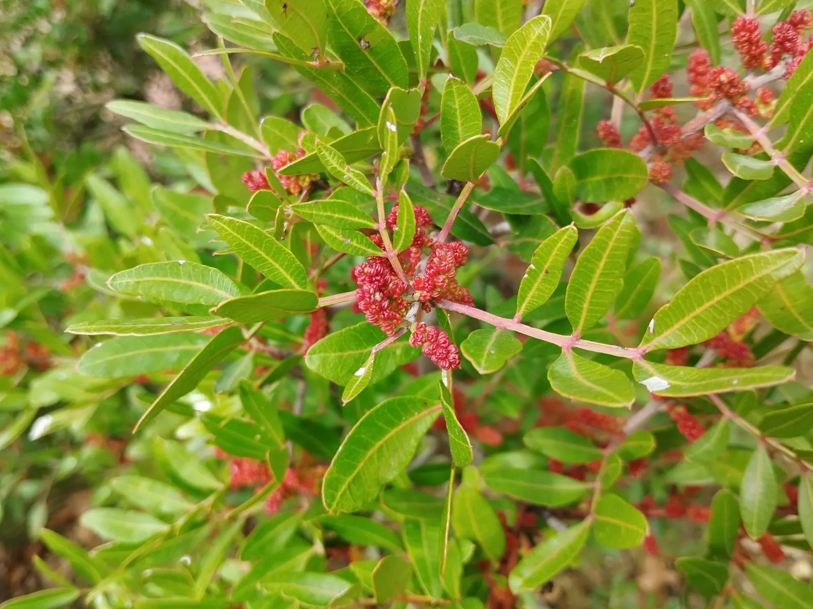 Mastic Tree (Pistacia Lentiscus) — commonly known as the Mastic Tree