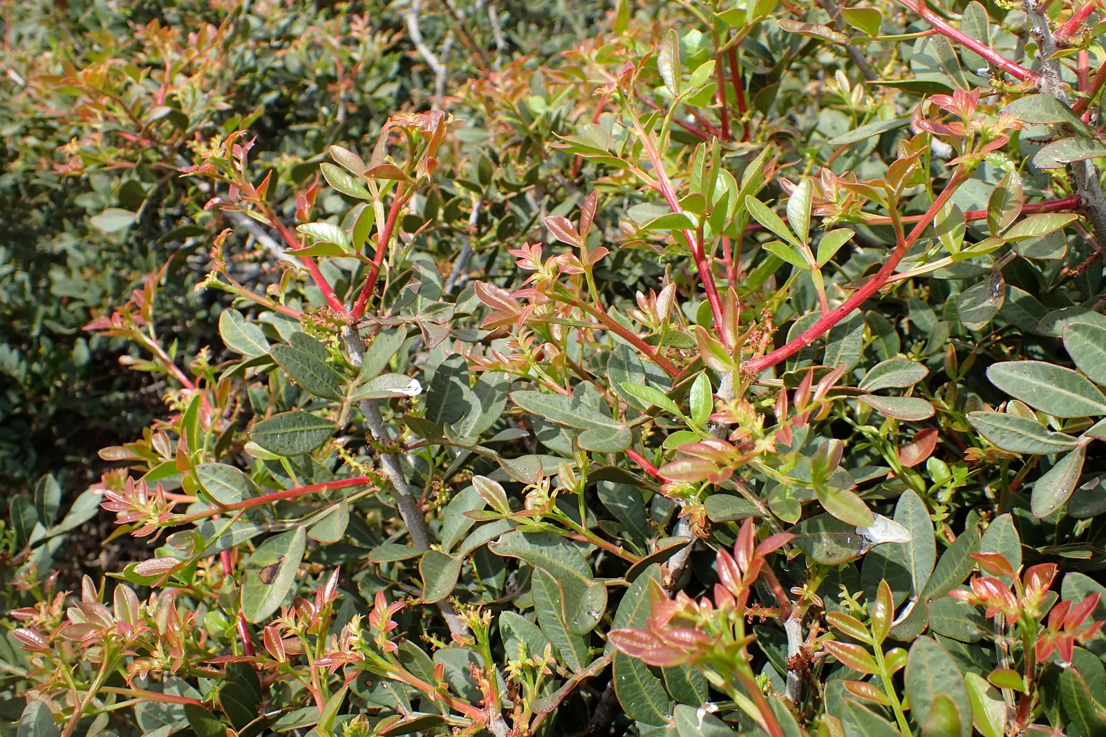 Mastic Tree (Pistacia Lentiscus) — The Mastic Tree typically achieves a height of 10 to 20 feet with a similar spread