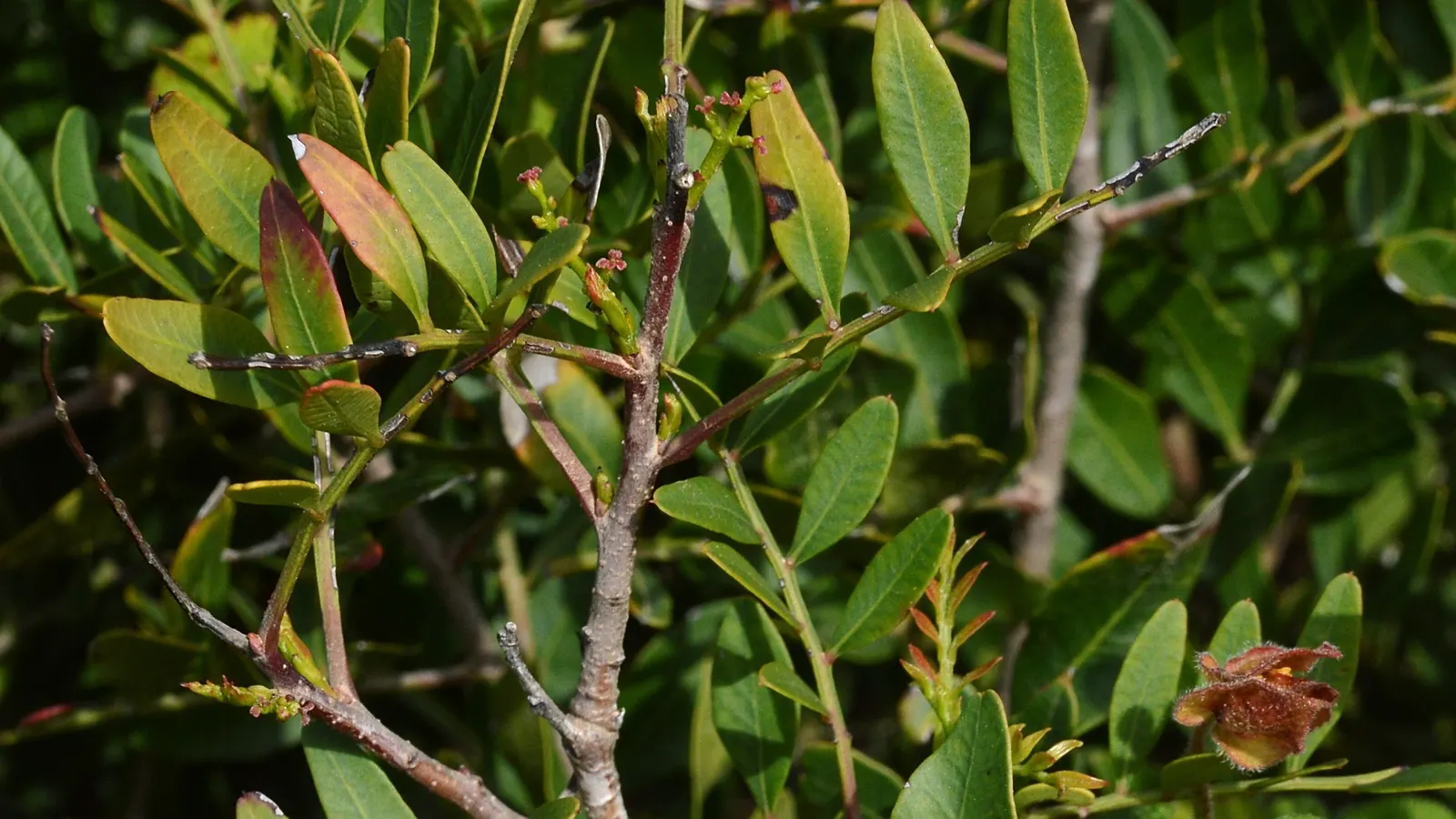 Mastic Tree (Pistacia Lentiscus) — red to black drupe fruits may appear