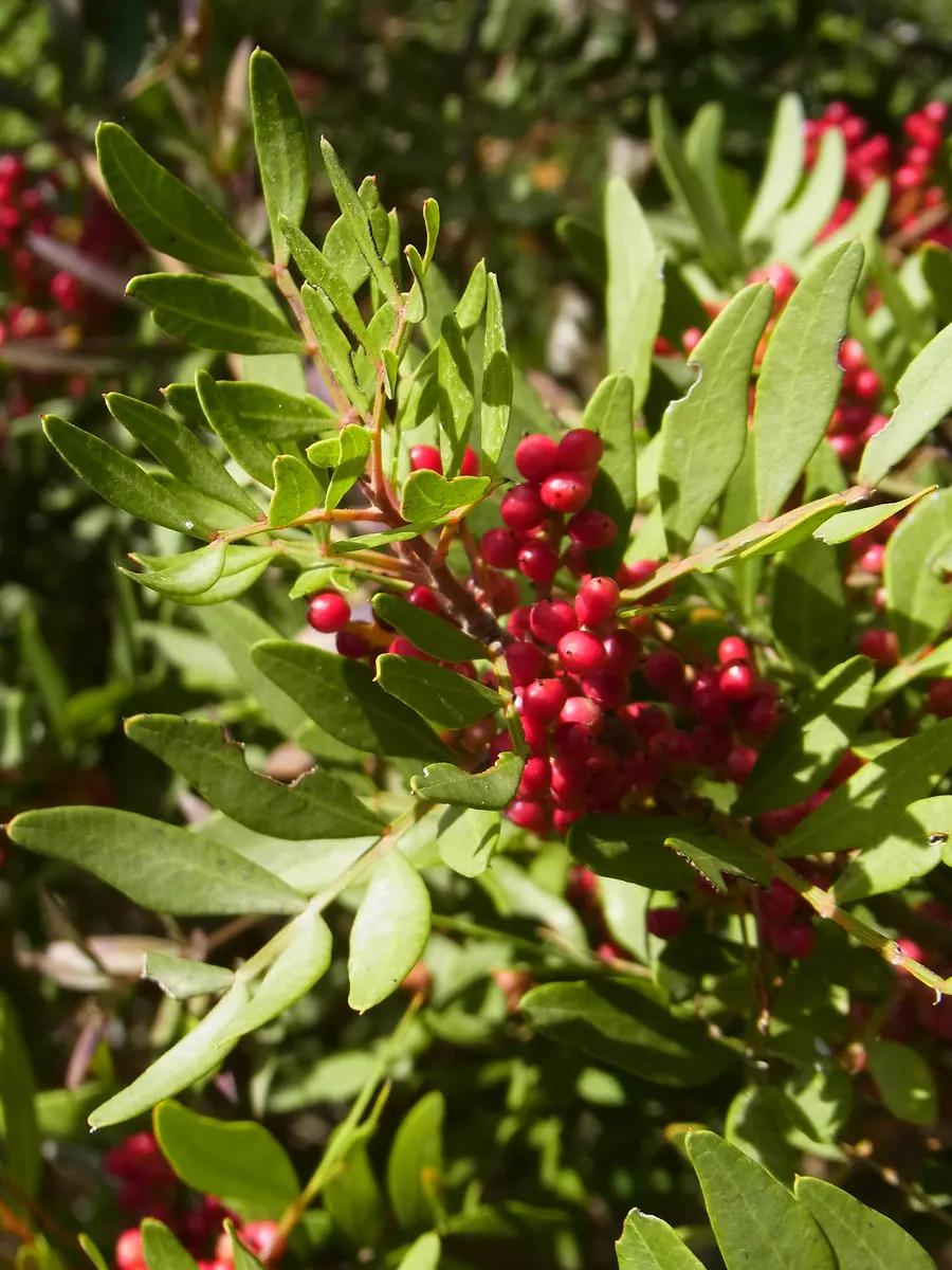Mastic Tree (Pistacia Lentiscus) — red to black drupe fruits may appear; the Mastic Tree typically achieves a height of 10 to 20 feet with a similar spread