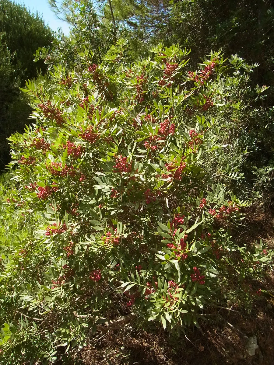 Mastic Tree (Pistacia Lentiscus) — the Mastic Tree thrives in full sun to partial shade and is heat and drought-tolerant once established