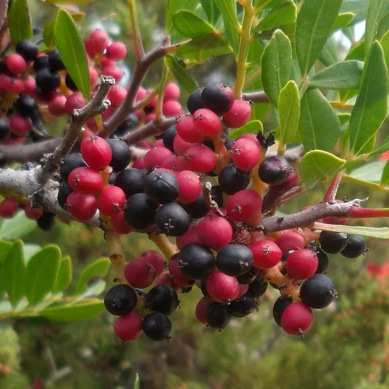 Mastic Tree (Pistacia Lentiscus) — Additionally, it's noted for its tolerance to seaside conditions, including salt spray; the Mastic Tree typically achieves a