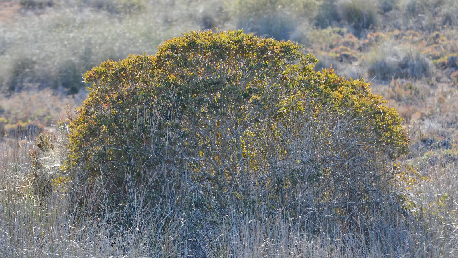 Mastic Tree (Pistacia Lentiscus) — making it a low-maintenance choice for busy homeowners