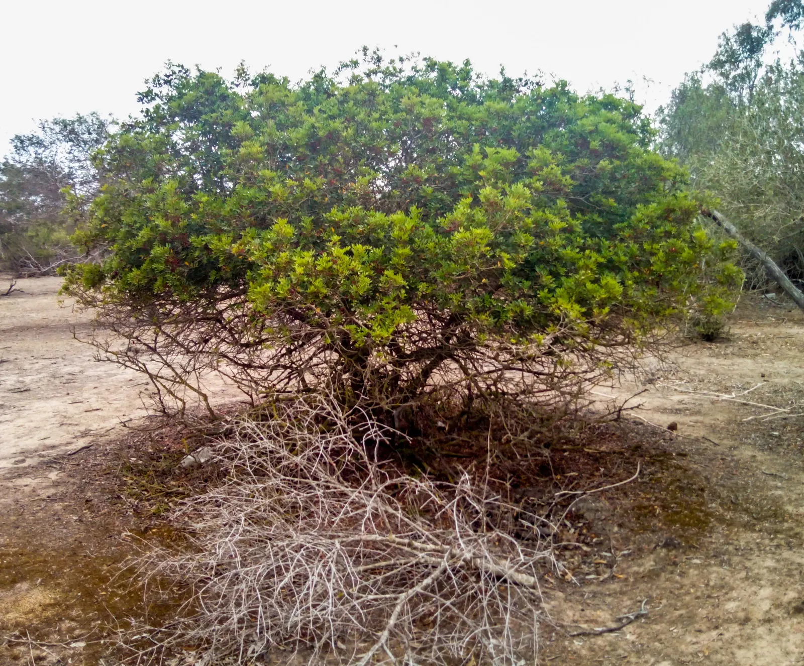 Mastic Tree (Pistacia Lentiscus) — making it a low-maintenance choice for busy homeowners; it's drought-tolerant, preferring well-drained soils