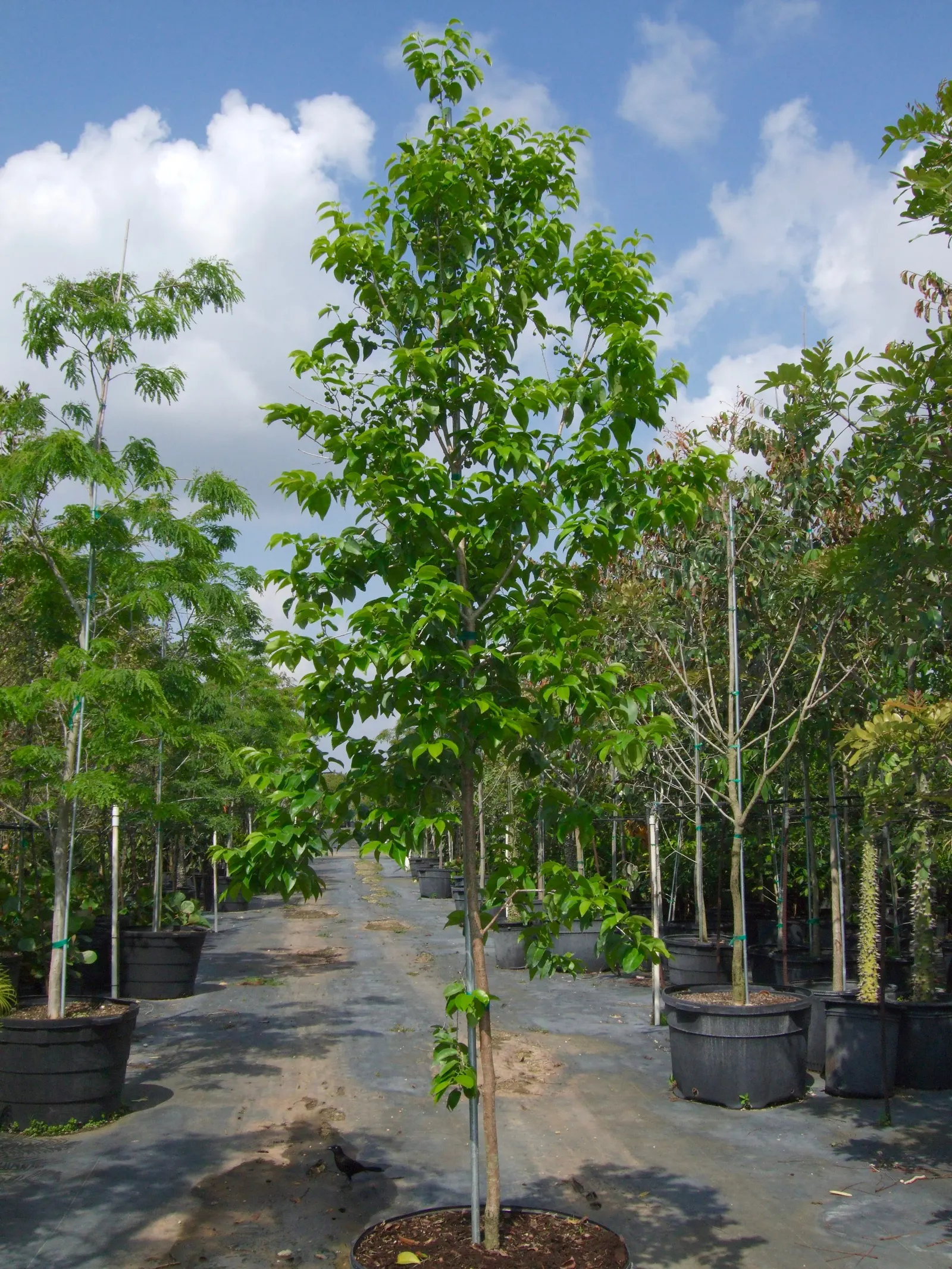 Mastic Tree (Pistacia Lentiscus) — Thriving in full sun, it grows to 10-20 ft with an equal spread; the Mastic Tree typically achieves a height of 10 to 20