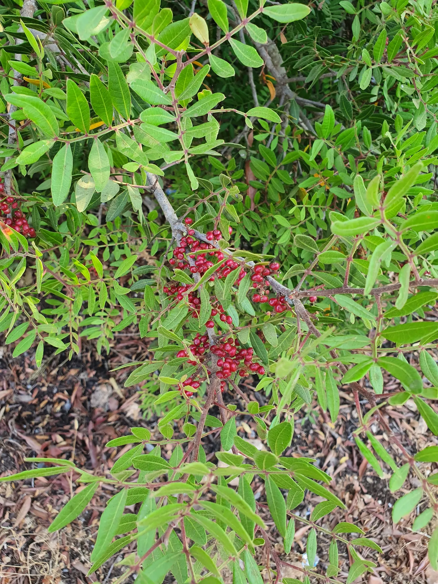 Mastic Tree (Pistacia Lentiscus) — is an evergreen shrub native to the Mediterranean region