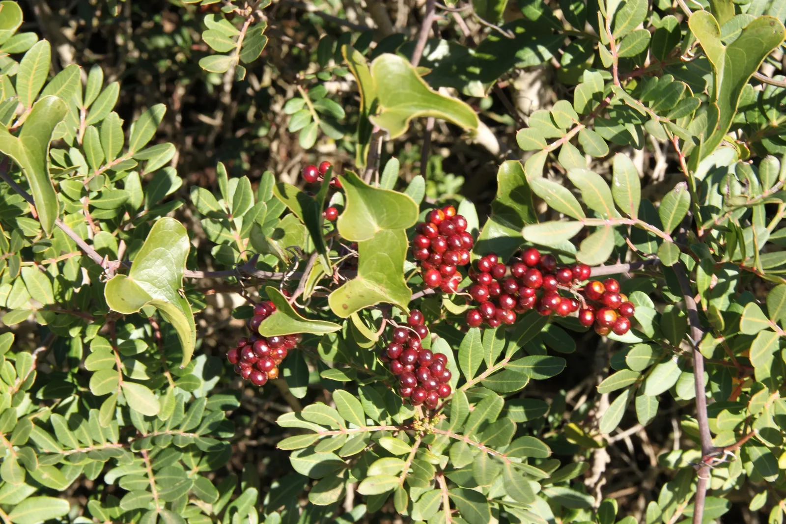 Mastic Tree (Pistacia Lentiscus) — the Mastic Tree thrives in full sun to partial shade and is heat and drought-tolerant once established; the Mastic Tree is a