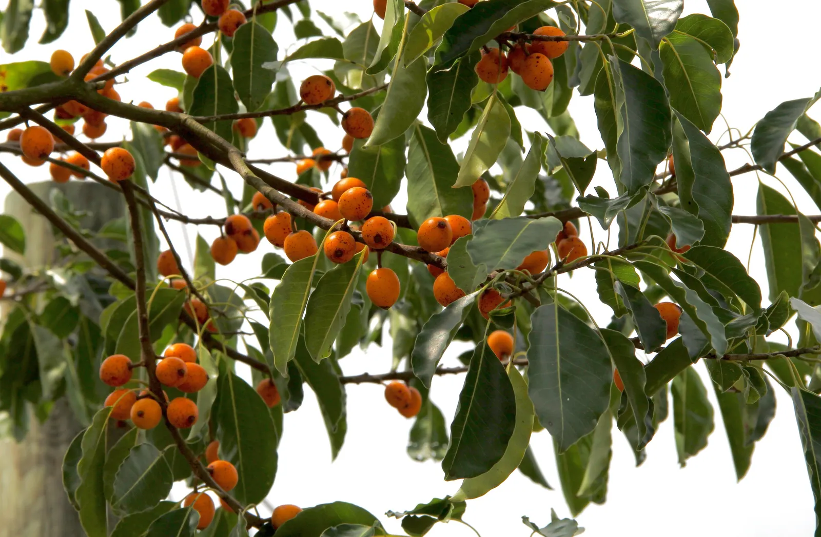 Mastic Tree (Pistacia Lentiscus) — If the conditions are right; it's drought-tolerant, preferring well-drained soils