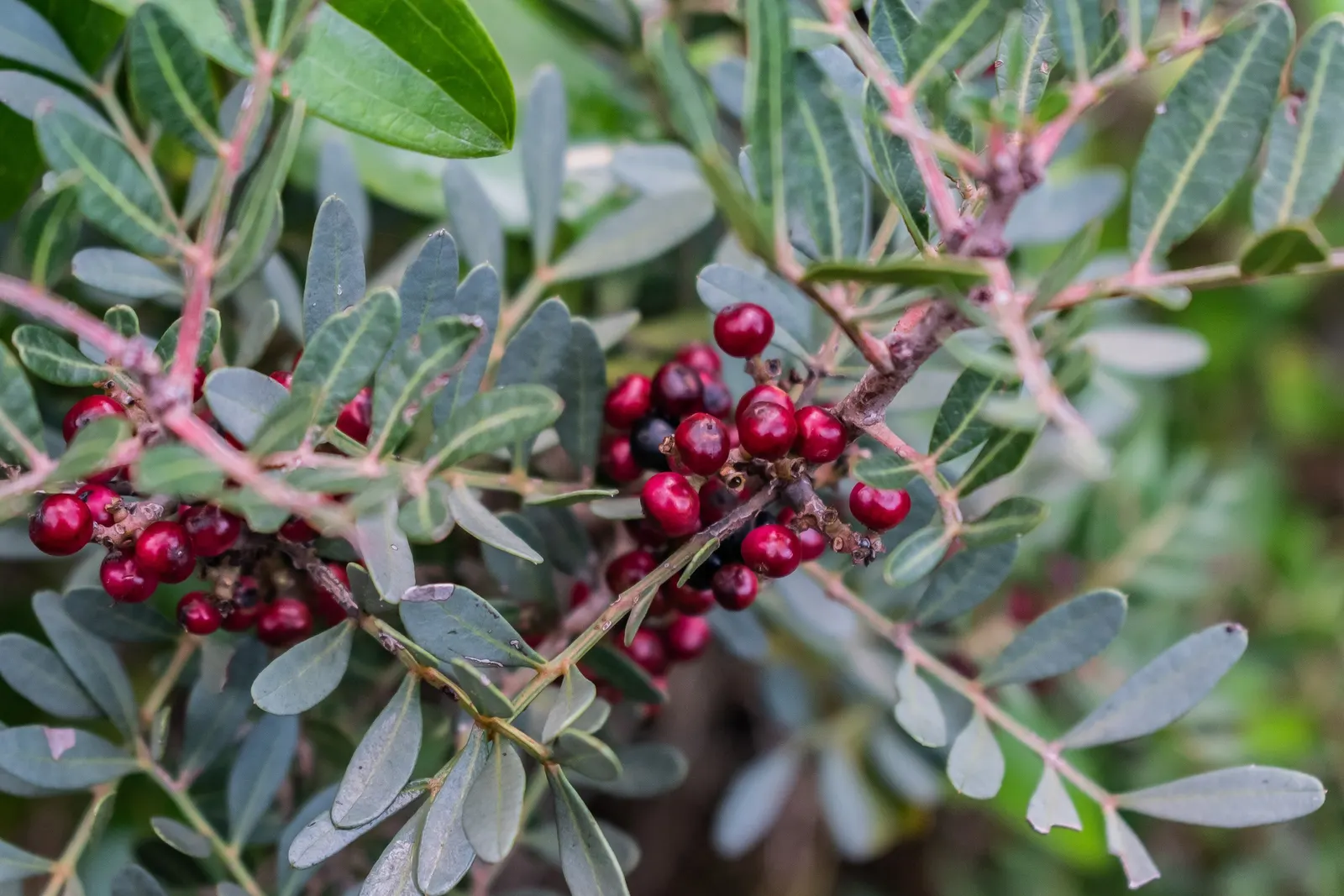 Mastic Tree (Pistacia Lentiscus) — shrub / tree with green blooms; red to black drupe fruits may appear