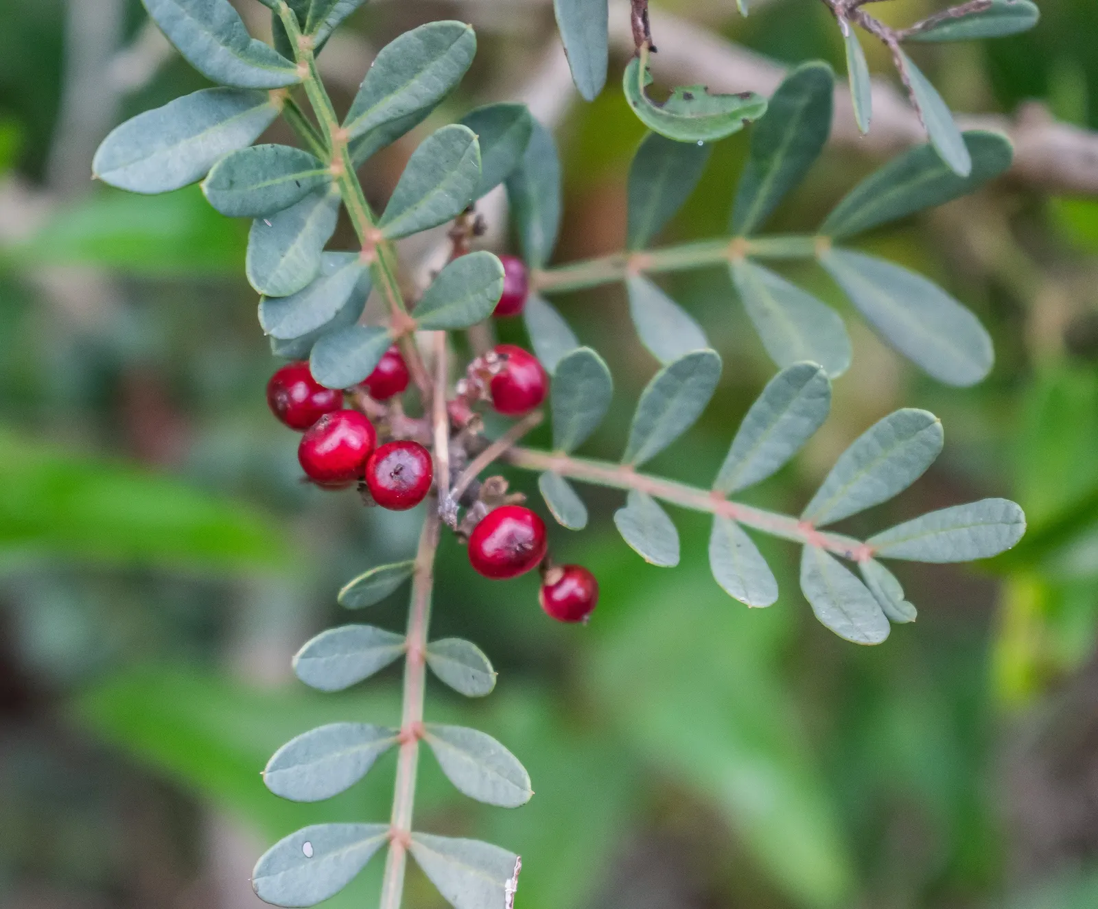 Mastic Tree (Pistacia Lentiscus) — The Mastic Tree typically achieves a height of 10 to 20 feet with a similar spread; red to black drupe fruits may appear