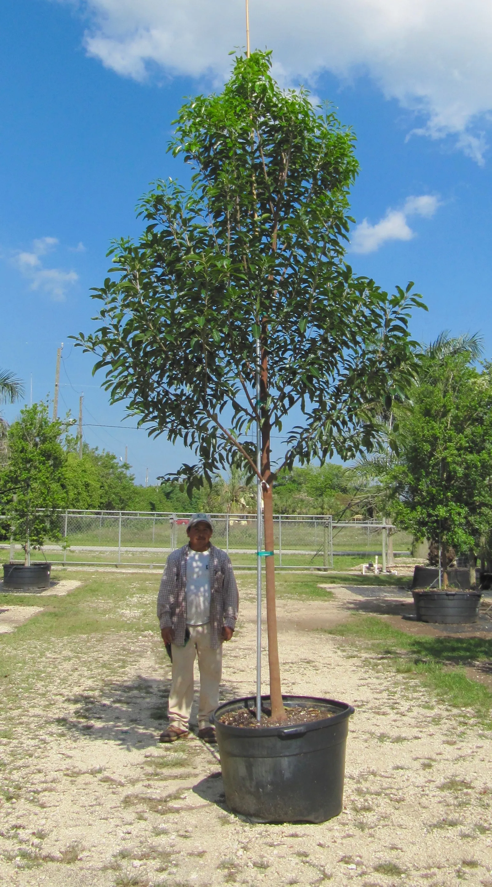 Mastic Tree (Pistacia Lentiscus) — this robust species is valued for its dense; it's drought-tolerant, preferring well-drained soils