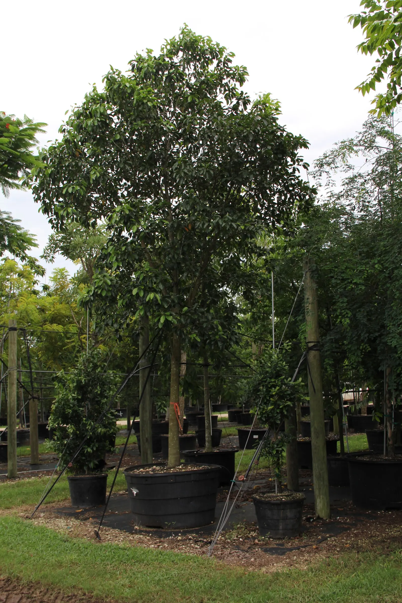 Mastic Tree (Pistacia Lentiscus) — is an evergreen shrub native to the Mediterranean region; the Mastic Tree is a superb addition to any Mediterranean-inspired