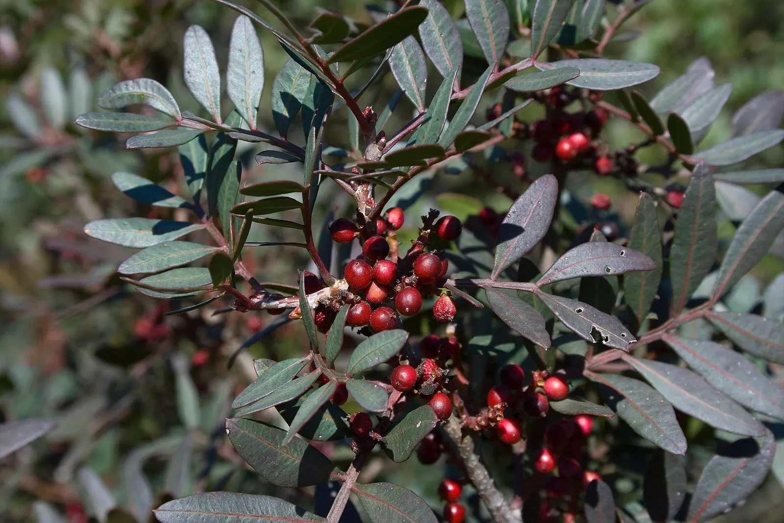 Mastic Tree (Pistacia Lentiscus) — It's drought-tolerant, preferring well-drained soils