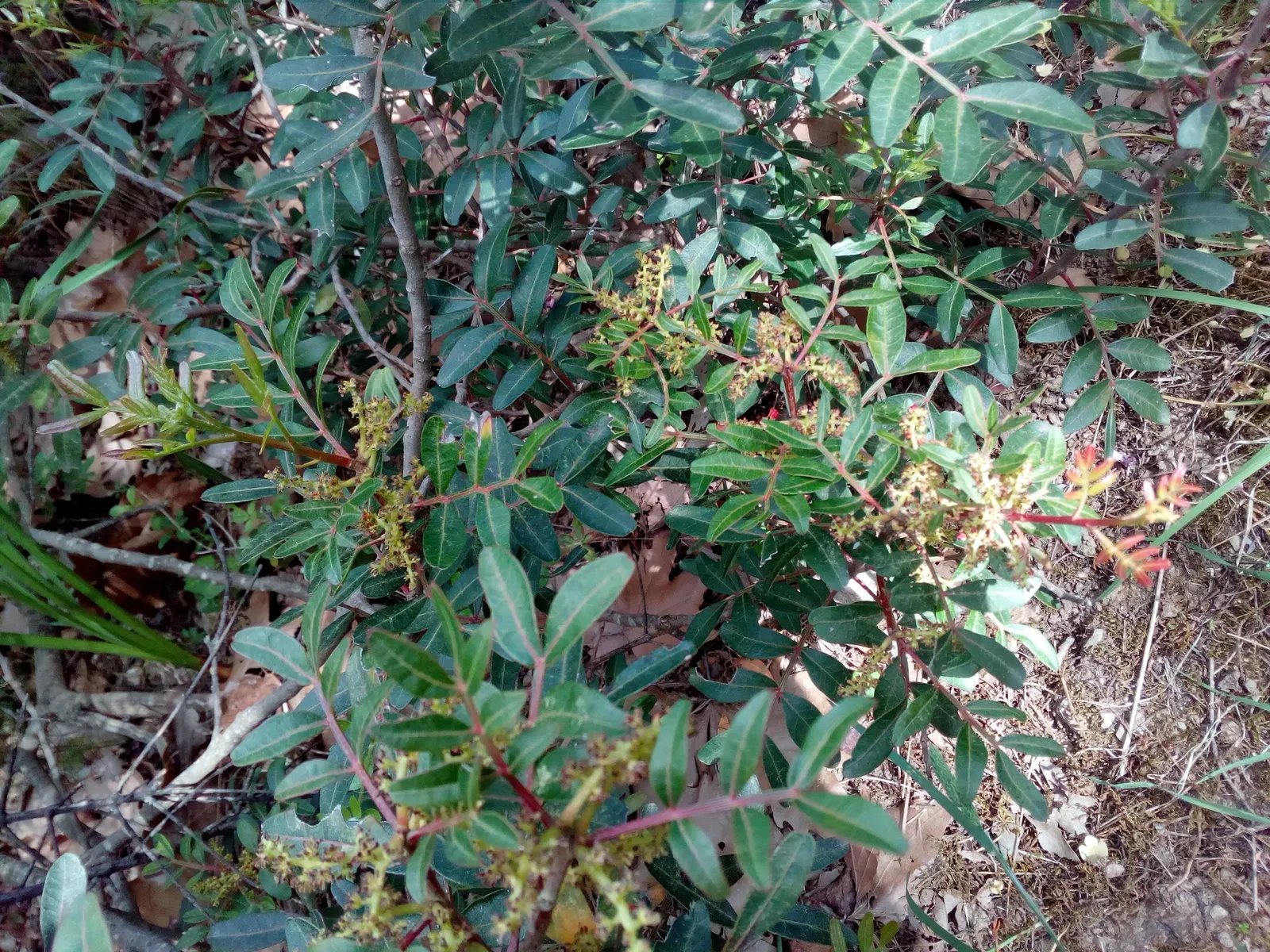 Mastic Tree (Pistacia Lentiscus) — If the conditions are right