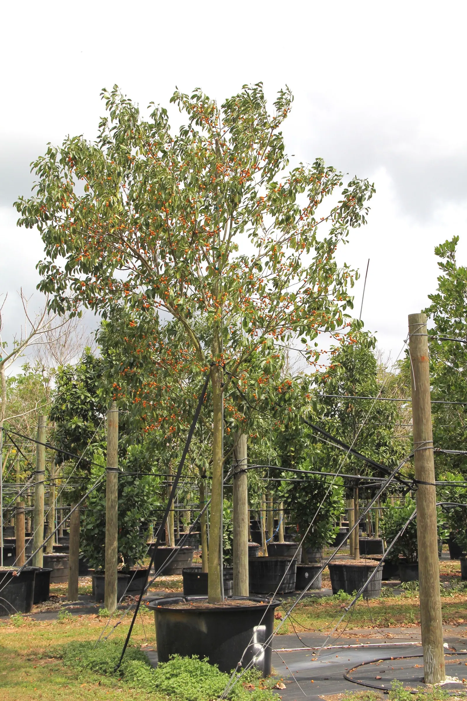 Mastic Tree (Pistacia Lentiscus) — With its versatile nature and aesthetic appeal; the Mastic Tree is a superb addition to any Mediterranean-inspired landscape