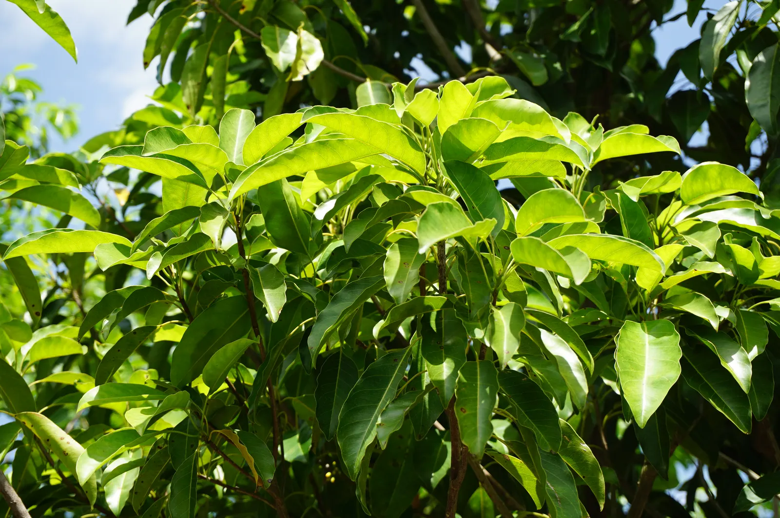 Mastic Tree (Pistacia Lentiscus) — which harden to a deep brown upon maturing.<br><br>Adaptable to a wide range of well-drained soils; red to black drupe
