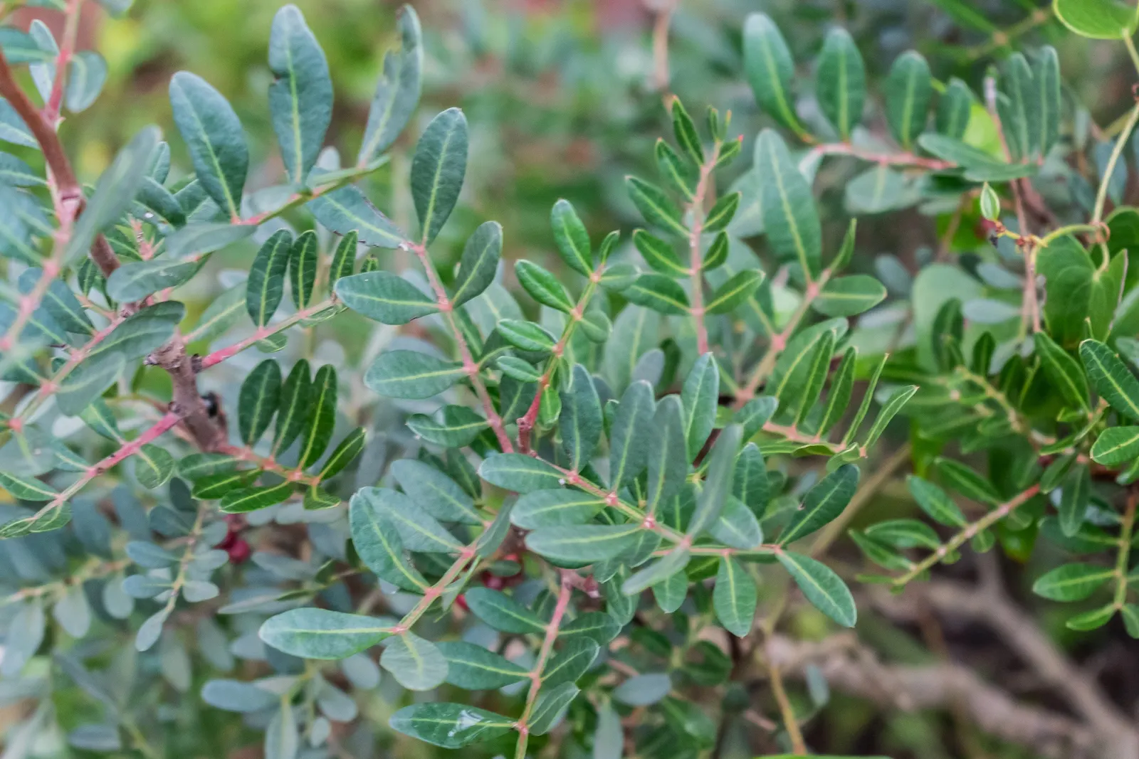 Mastic Tree (Pistacia Lentiscus) — green flowers in the garden; the Mastic Tree typically achieves a height of 10 to 20 feet with a similar spread