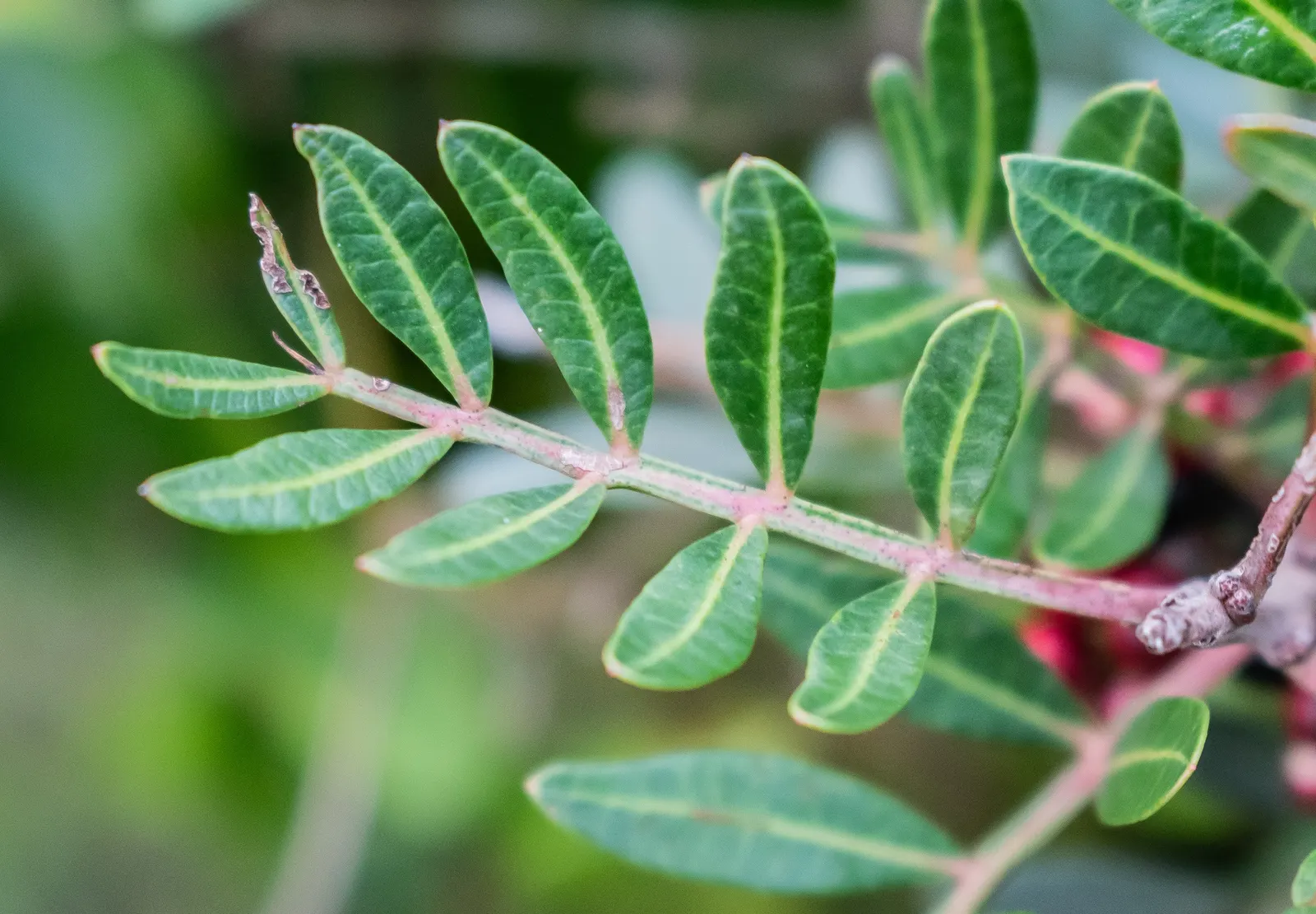 Mastic Tree (Pistacia Lentiscus) — shrub / tree for full; the Mastic Tree is a superb addition to any Mediterranean-inspired landscape