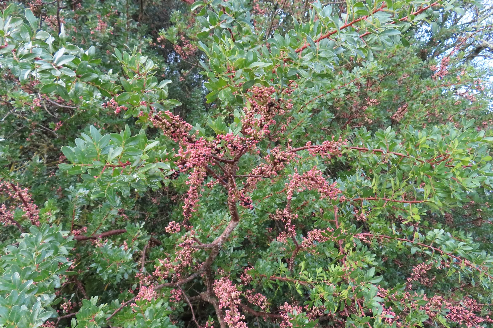 Mastic Tree (Pistacia Lentiscus) — green flowers in the garden