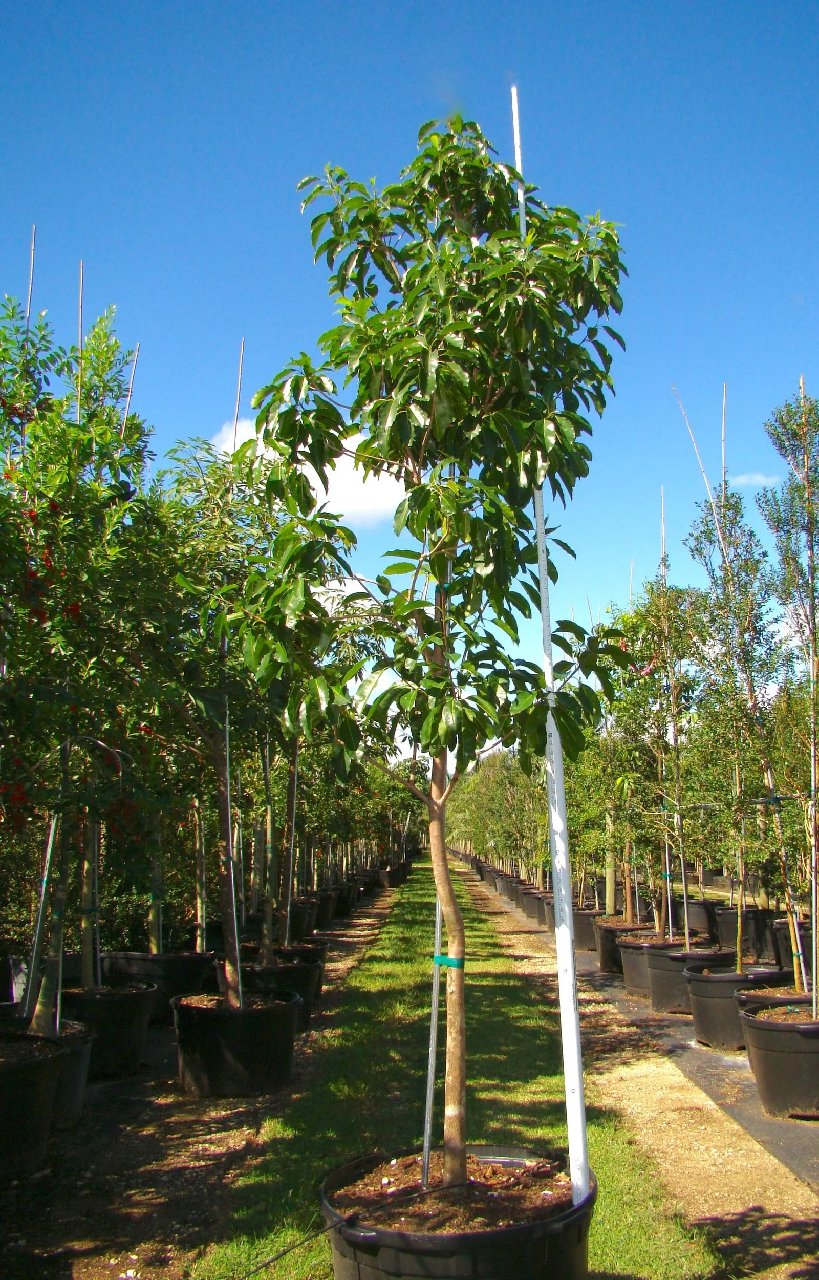 Mastic Tree (Pistacia Lentiscus) — Regular pruning can maintain its shape and promote denser foliage; red to black drupe fruits may appear
