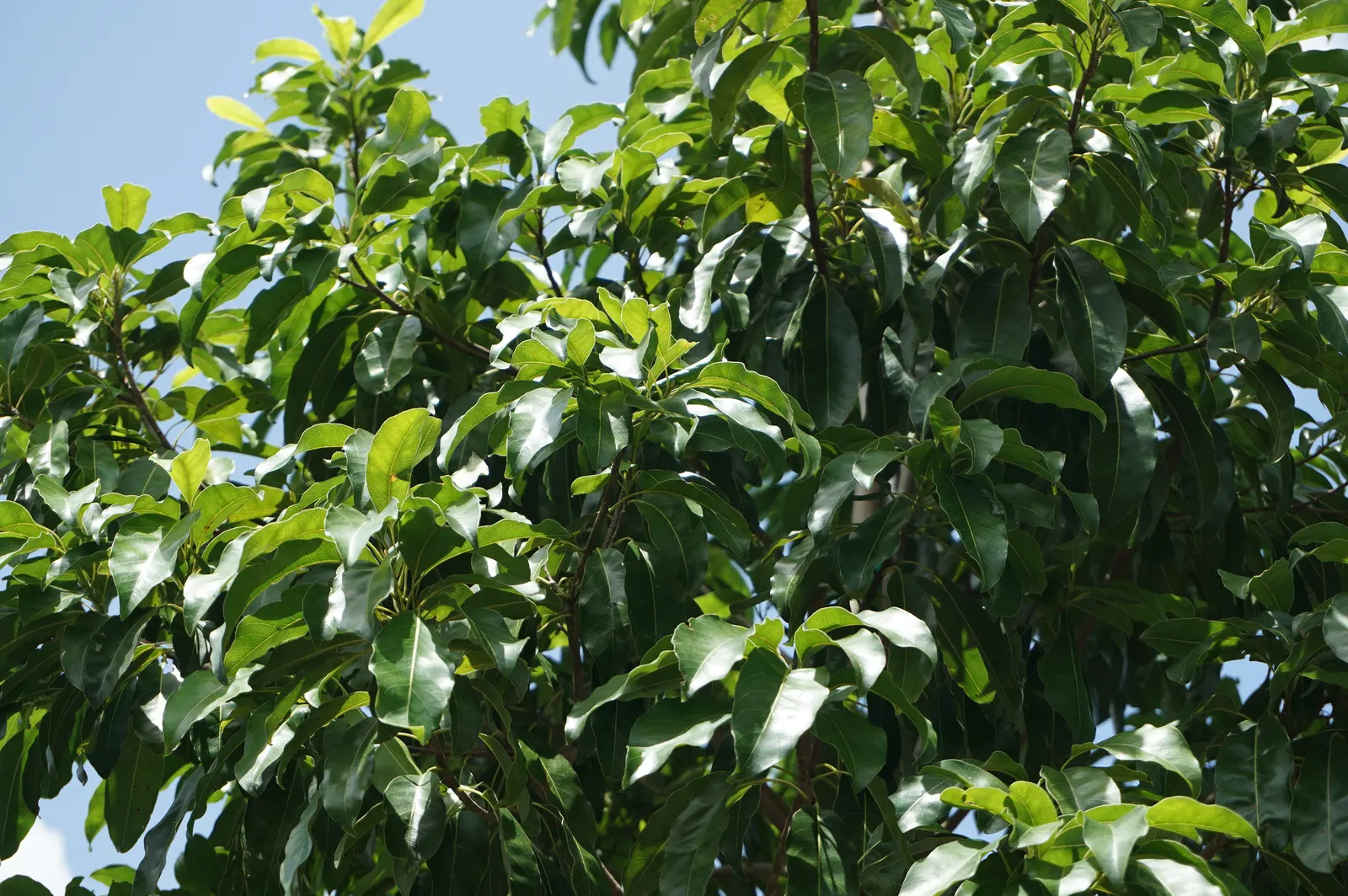 Mastic Tree (Pistacia Lentiscus) — commonly known as the Mastic Tree; red to black drupe fruits may appear