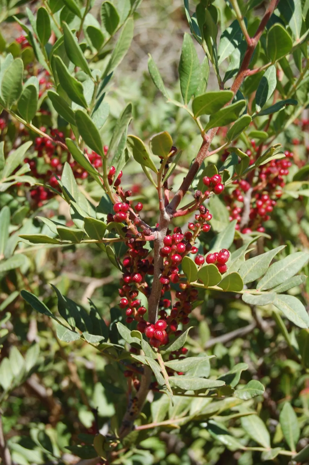 Mastic Tree (Pistacia Lentiscus) — making it an ideal choice for creating lush screens or hedges that provide privacy and greenery year-round; the Mastic Tree