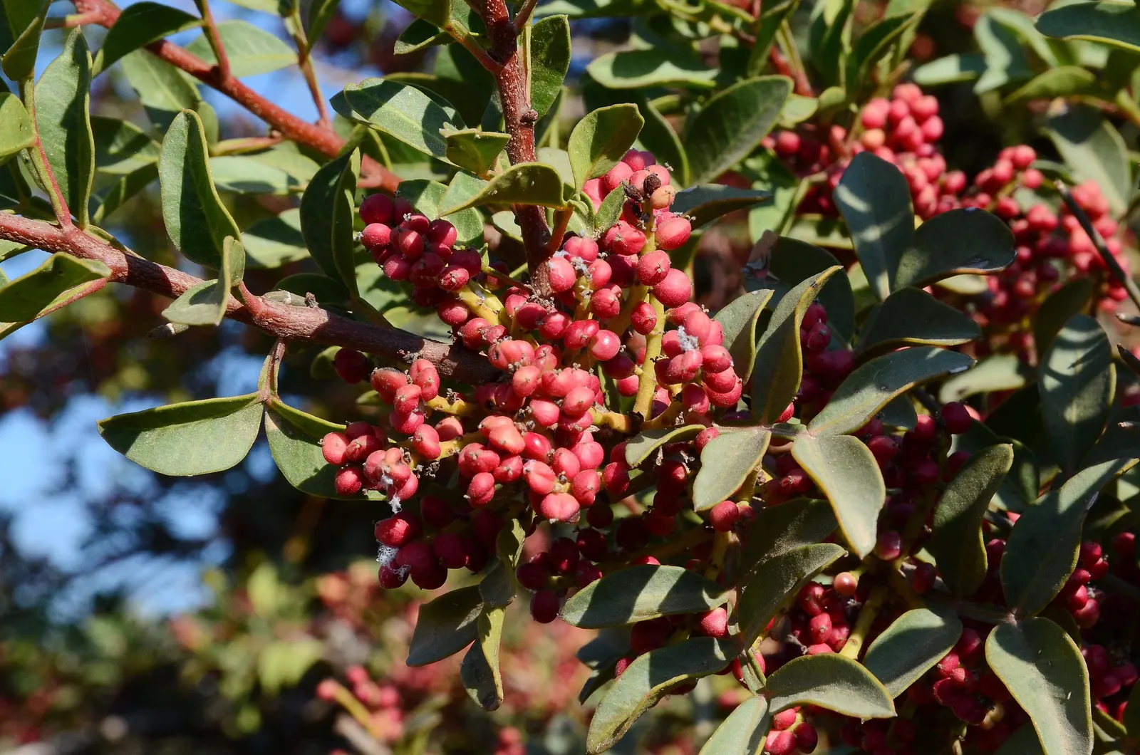 Mastic Tree (Pistacia Lentiscus) — exhibiting a rounded to multi-stemmed form.<br><br>This resilient plant is characterized by its leathery; the Mastic Tree is
