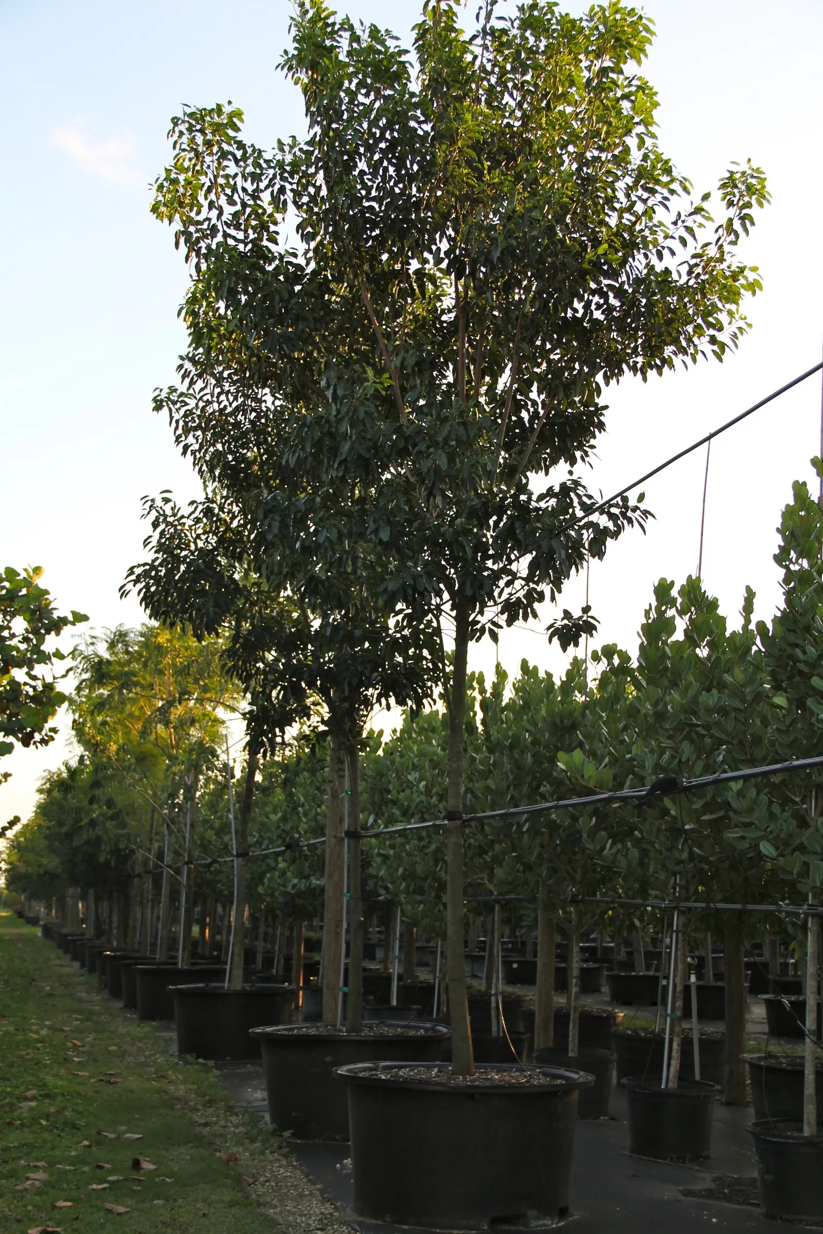 Mastic Tree (Pistacia Lentiscus) — shrub / tree for full