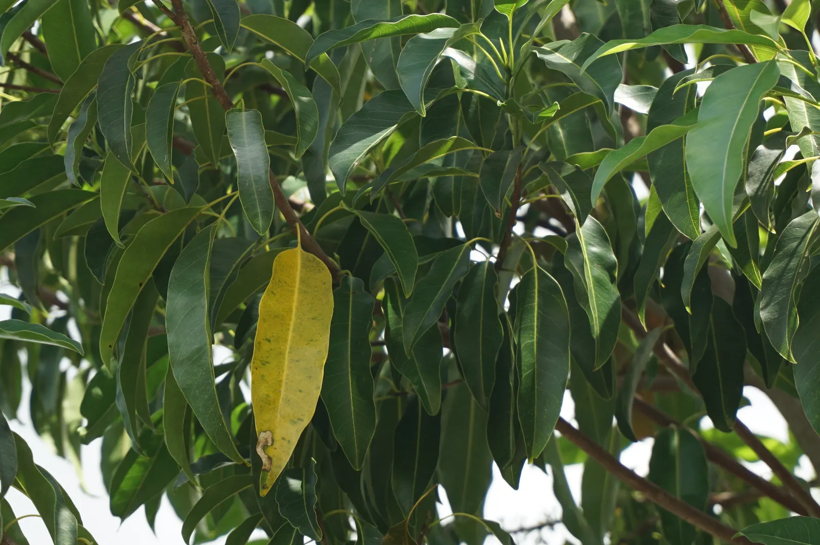 Mastic Tree (Pistacia Lentiscus) — Regular pruning can maintain its shape and promote denser foliage