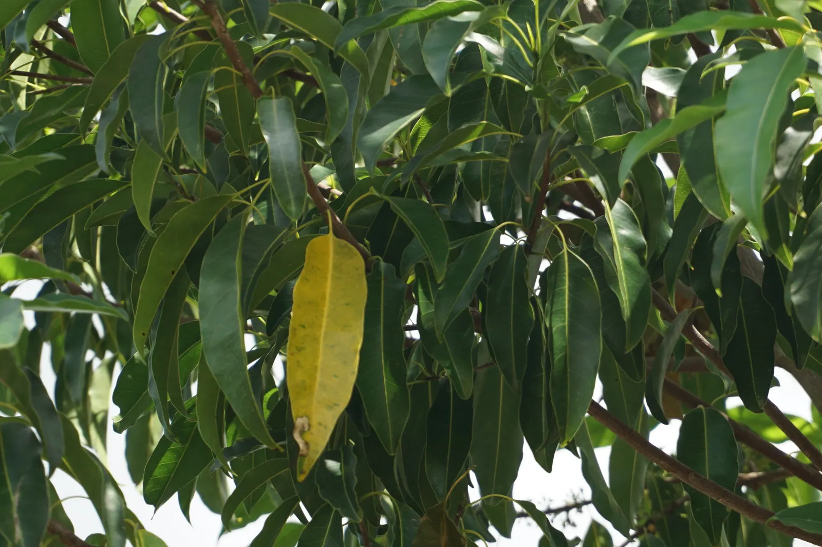 Mastic Tree (Pistacia Lentiscus) — shrub / tree with green blooms