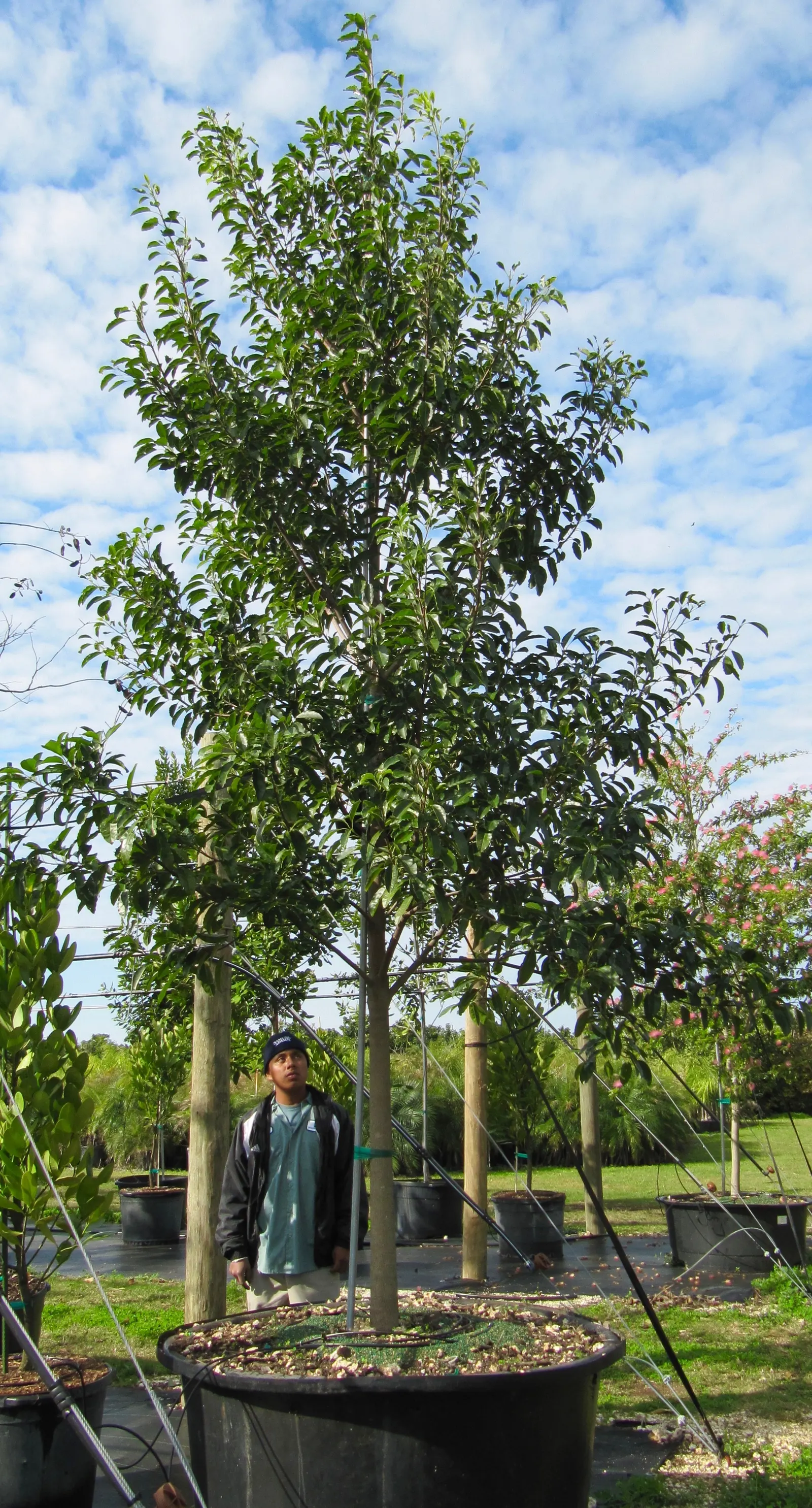 Mastic Tree (Pistacia Lentiscus) — This resilient shrub boasts dense, aromatic foliage, and small red-to-black berries; red to black drupe fruits may appear