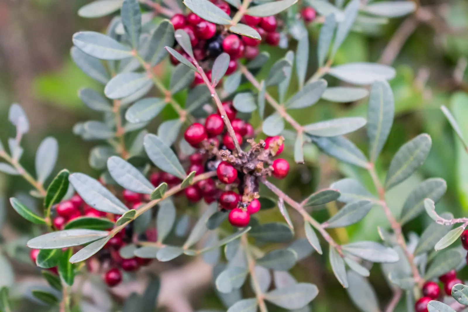 Mastic Tree (Pistacia Lentiscus) — Thriving in full sun, it grows to 10-20 ft with an equal spread; the Mastic Tree typically achieves a height of, image 58