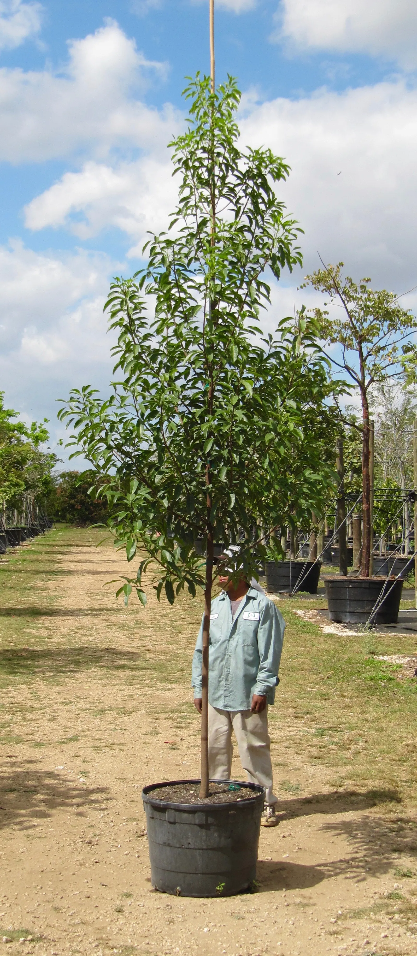 Mastic Tree (Pistacia Lentiscus) — Additionally, it's noted for its tolerance to seaside conditions, including salt spray