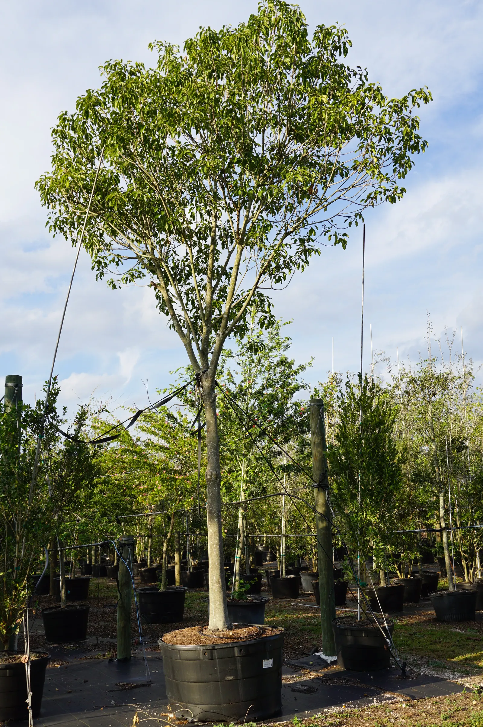 Mastic Tree (Pistacia Lentiscus) — It's drought-tolerant, preferring well-drained soils; the Mastic Tree is a superb addition to any Mediterranean-inspired