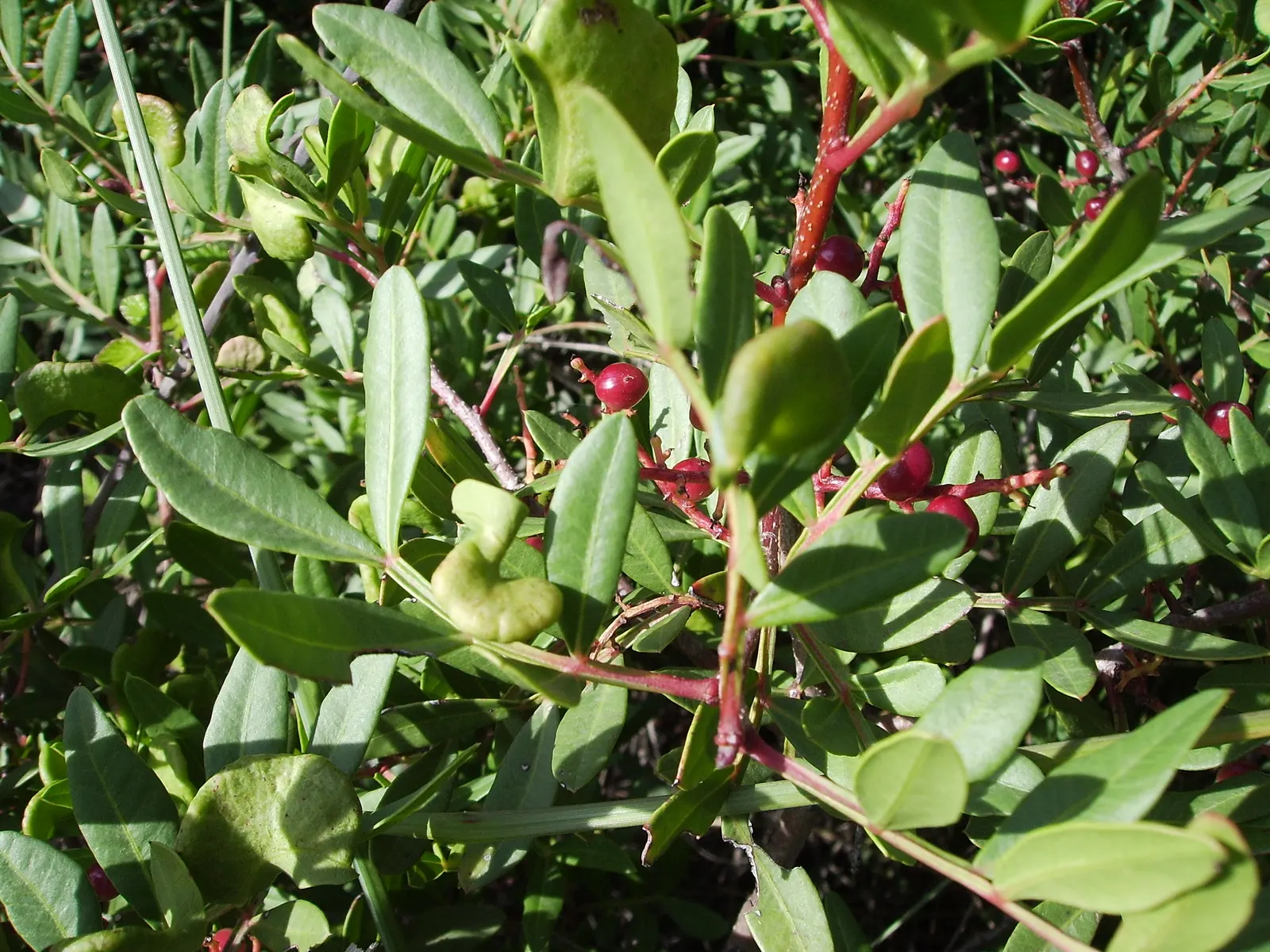 Mastic Tree (Pistacia Lentiscus) — dark green leaves which measure about 1 to 4 inches in length; it's drought-tolerant, preferring well-drained soils
